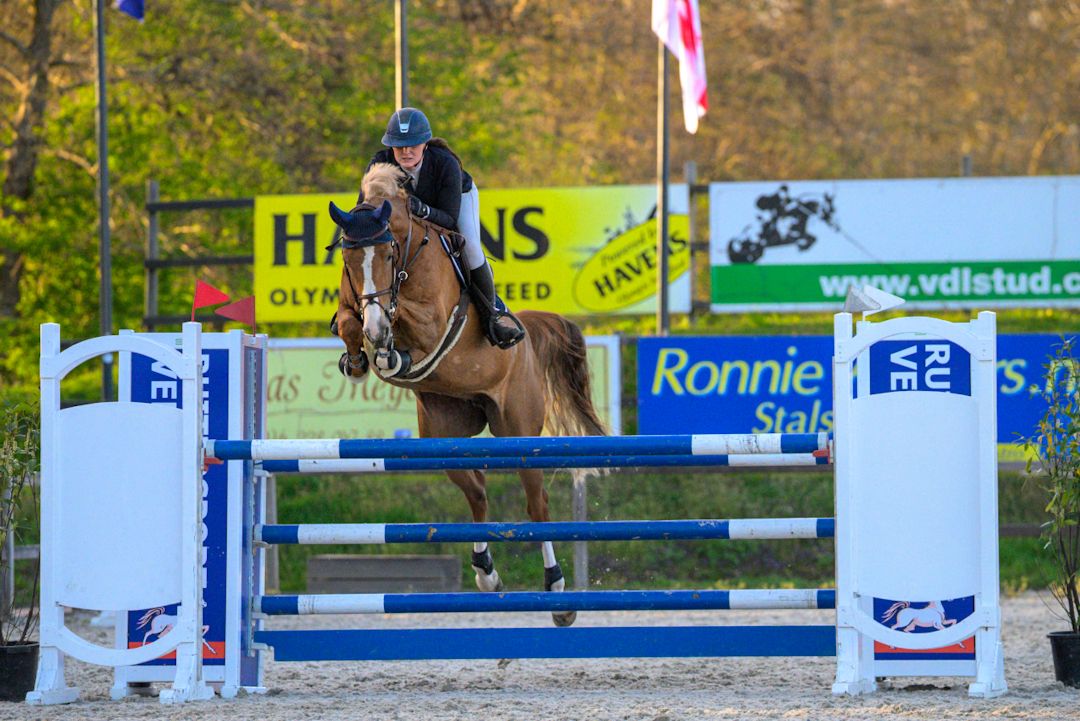 kwpn springpaard merrie 9 years old vos for sale - Photo 2
