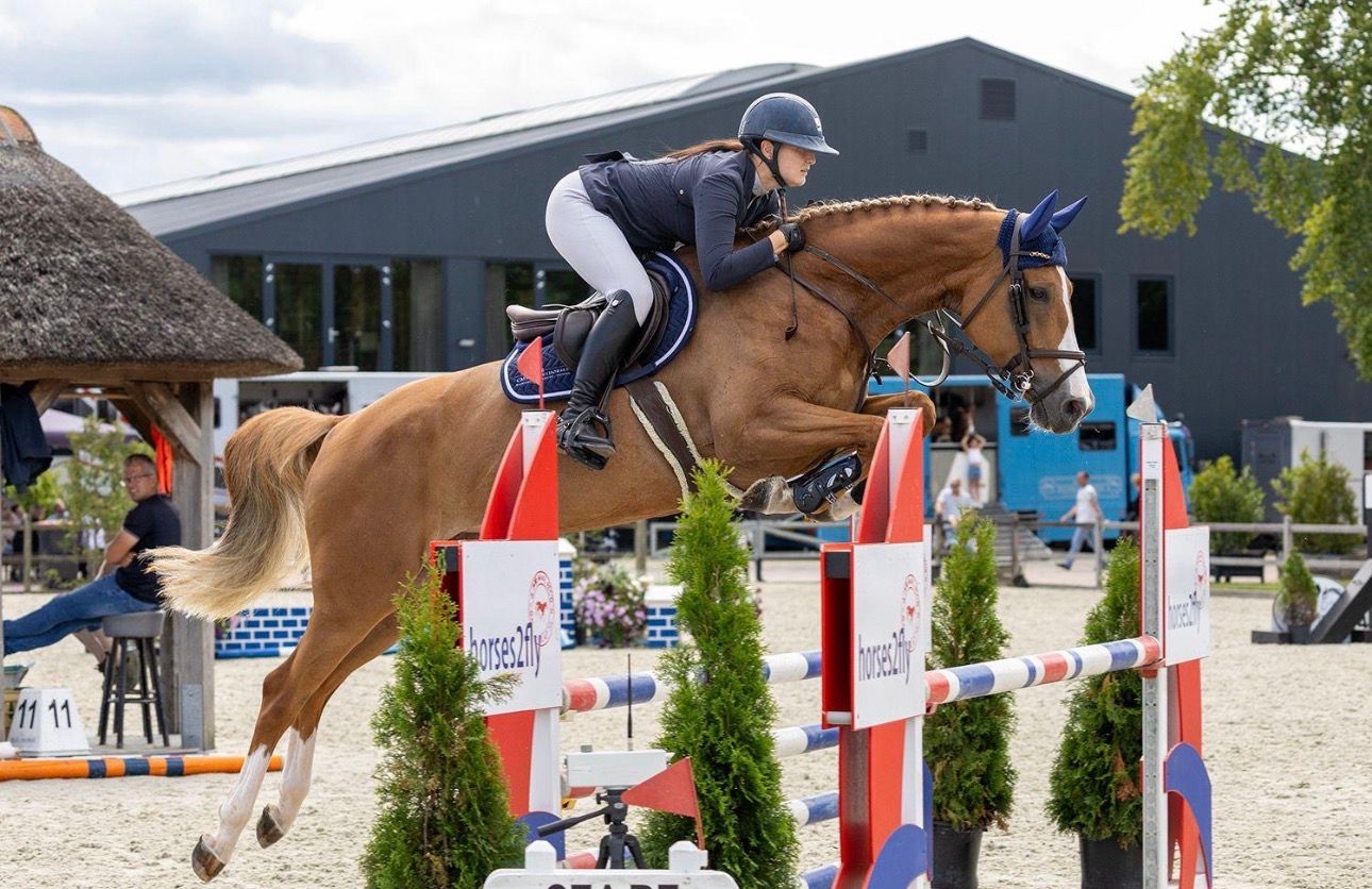 kwpn springpaard merrie 9 years old vos for sale - Photo 3