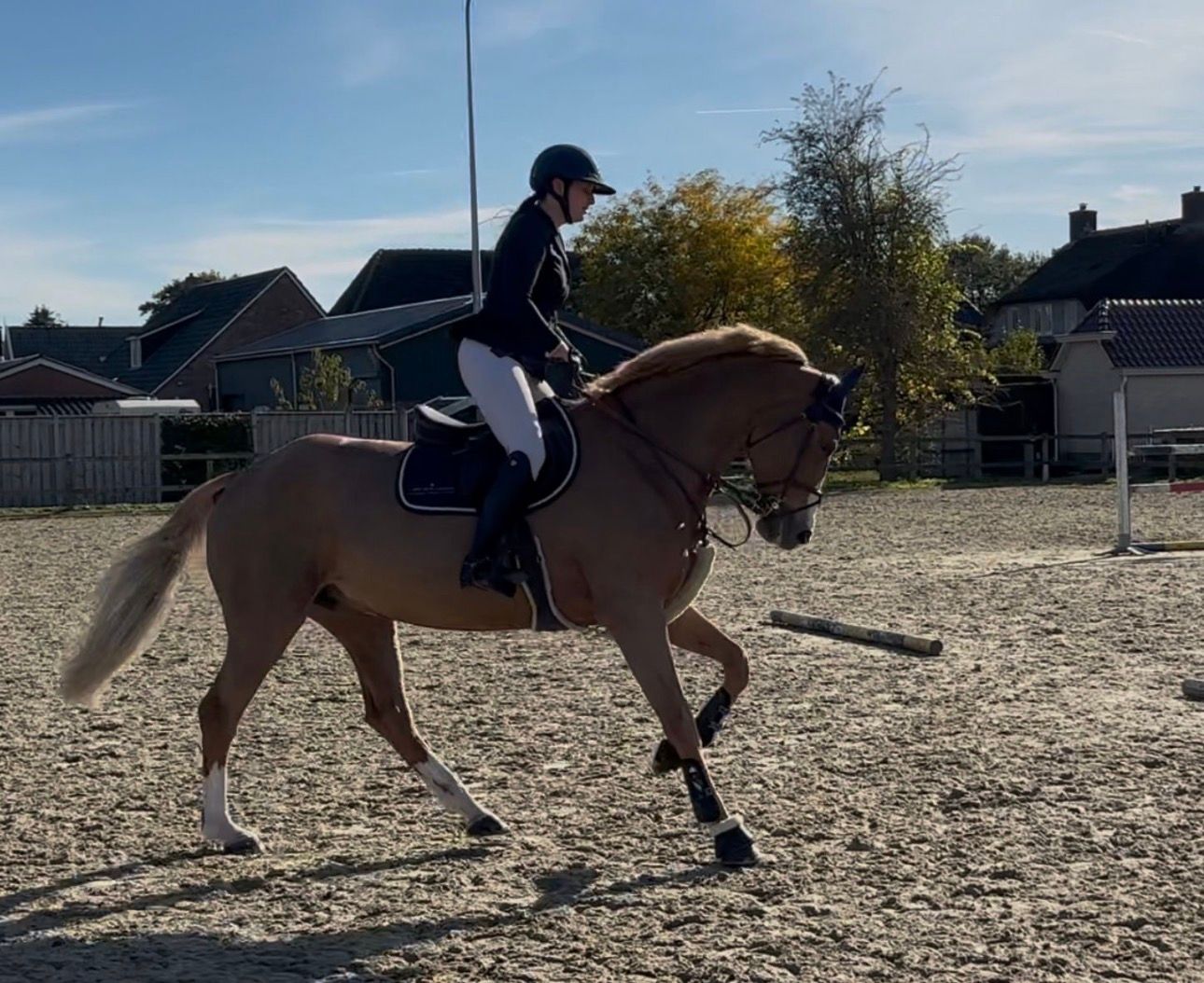 kwpn springpaard merrie 9 years old vos for sale - Photo 4
