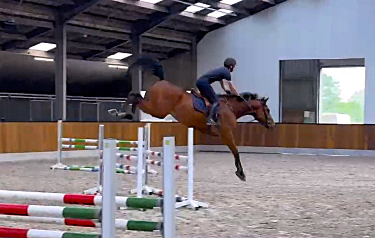 4 yo GP prospect SOLD