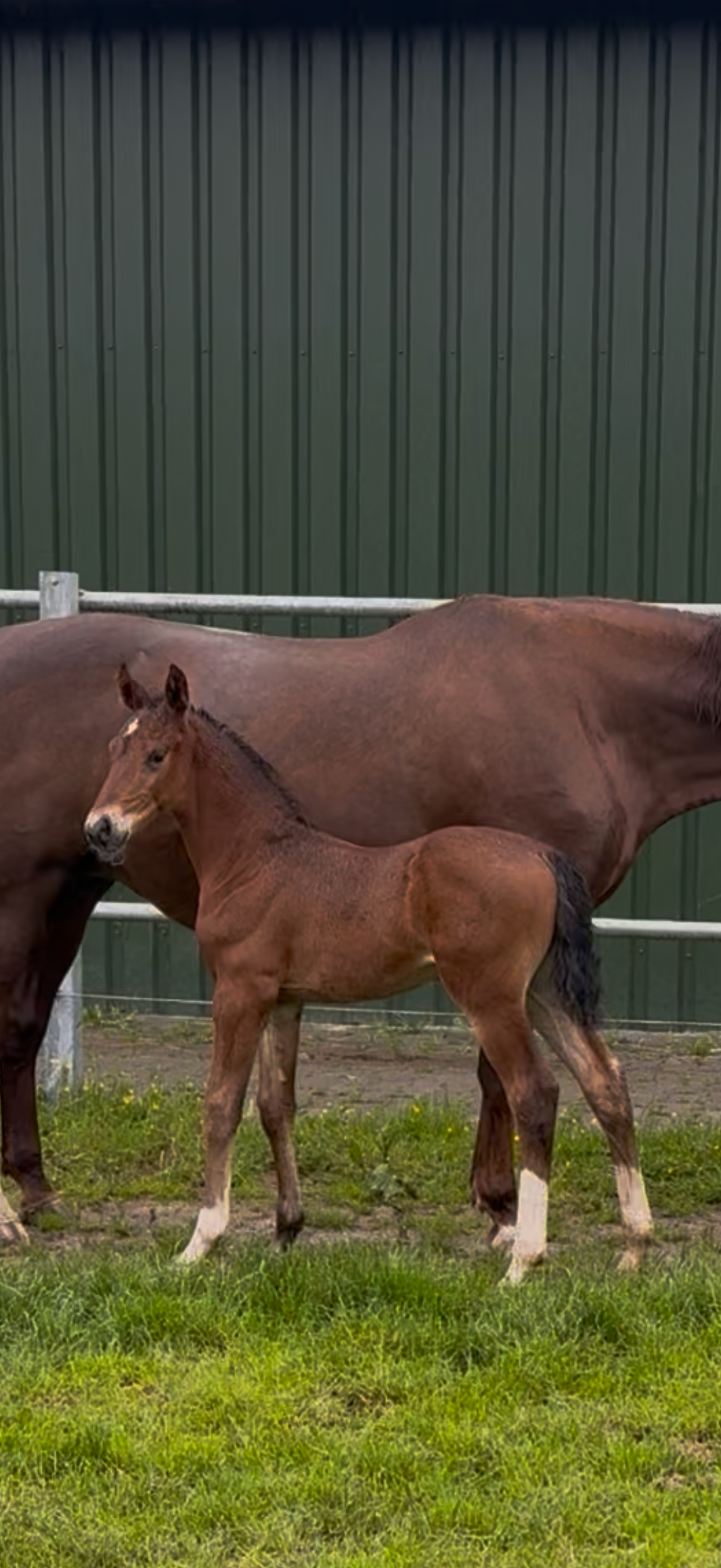 kwpn dressuurpaard hengst 0 jaar bruin te koop - Foto 2