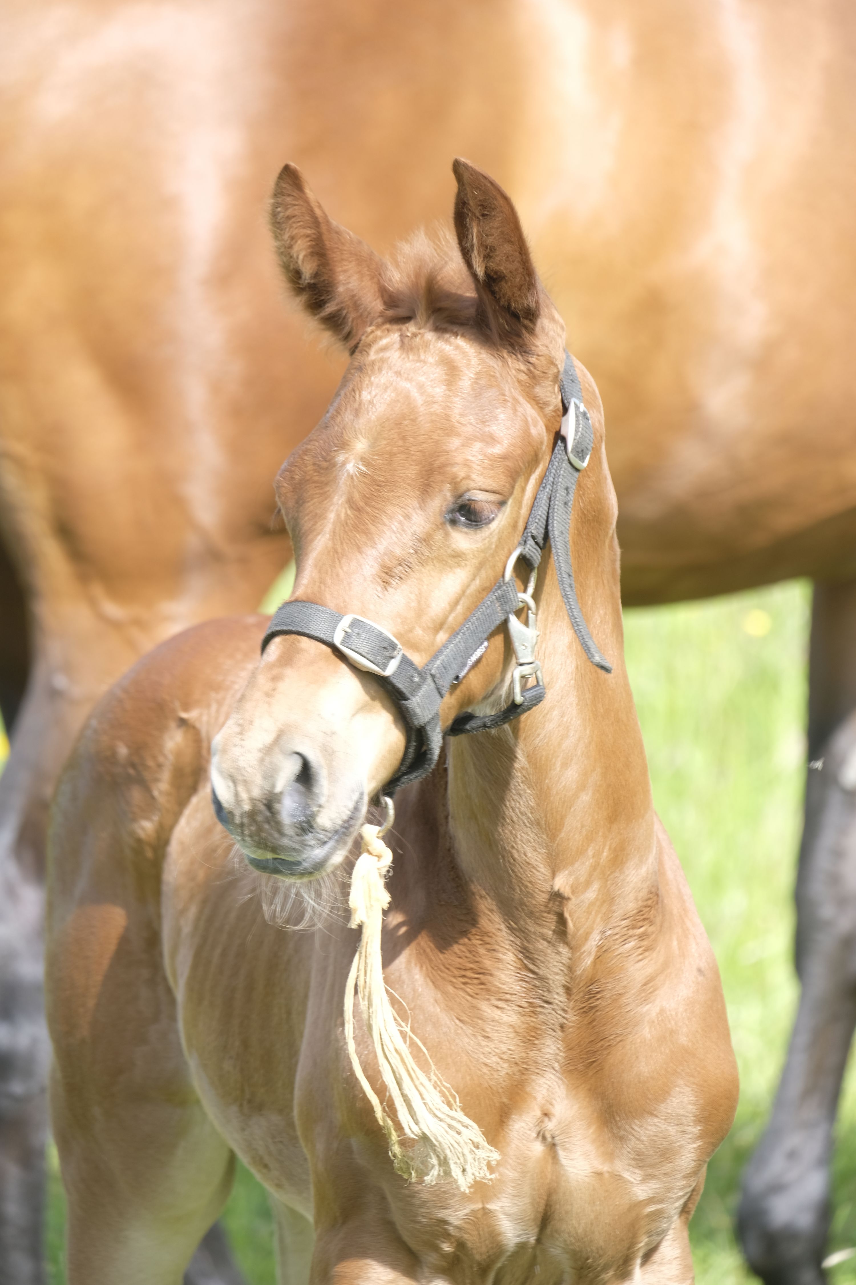 kwpn dressuurpaard merrie 12 Jahre alt bruin zu verkaufen - Foto 3
