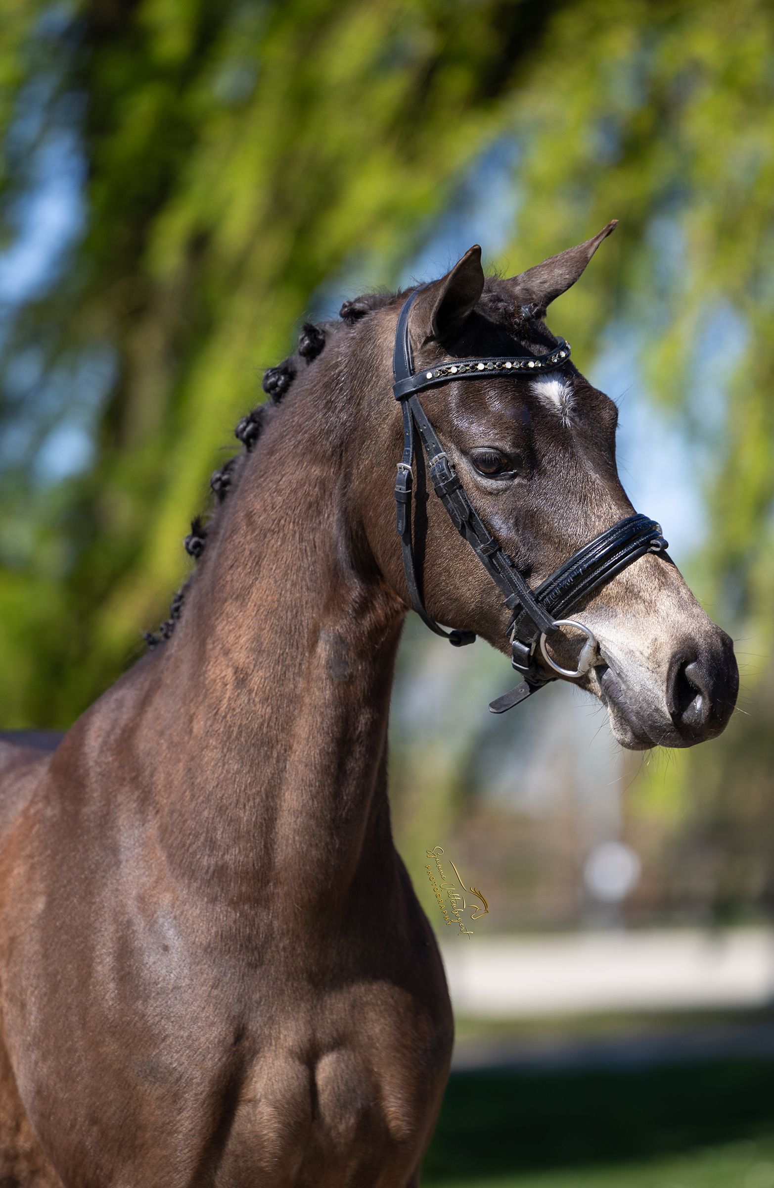 welsh dressuurpony merrie 10 years old andere-kleur for sale - Photo 3