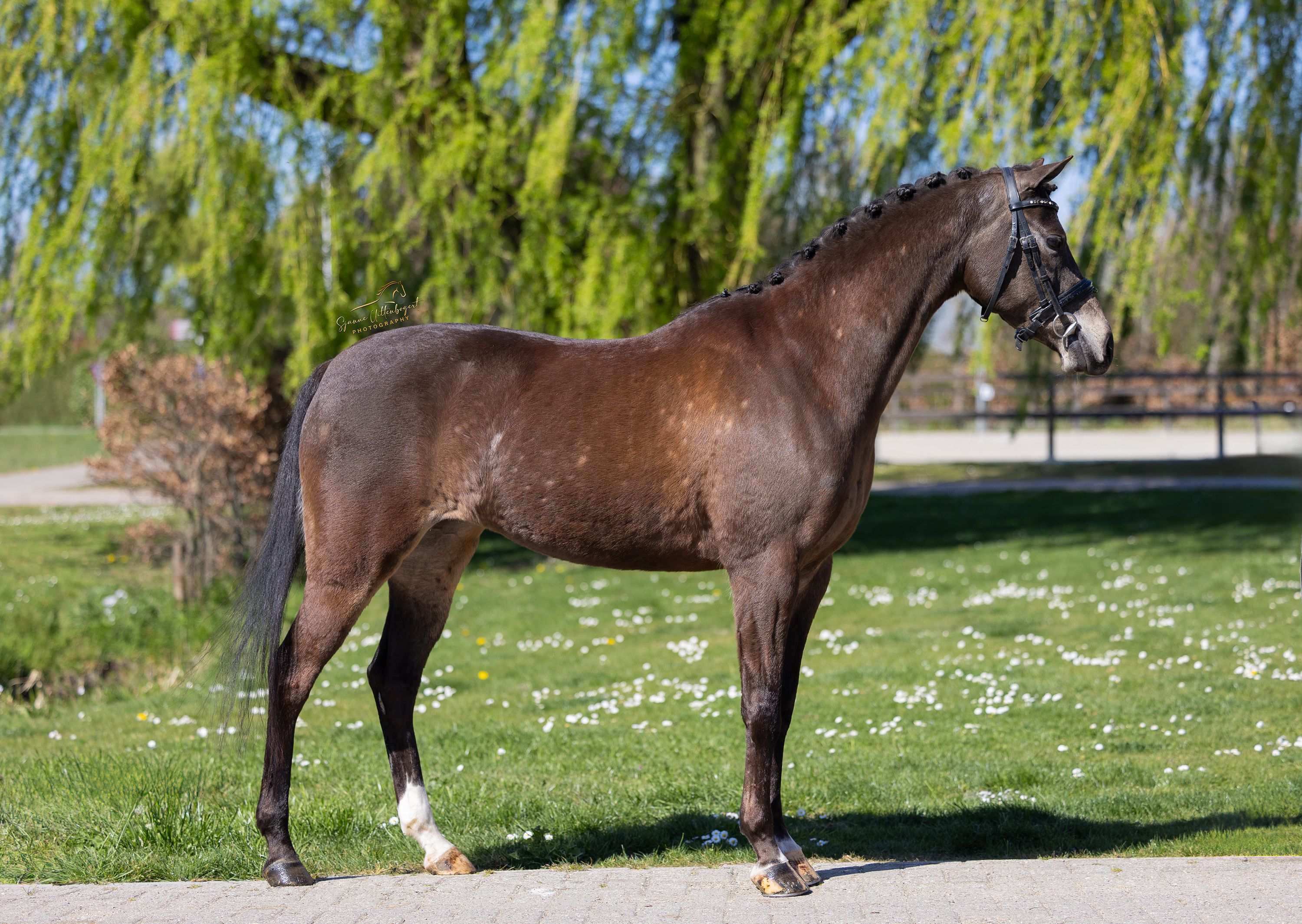 welsh dressuurpony merrie 10 years old andere-kleur for sale - Photo 4