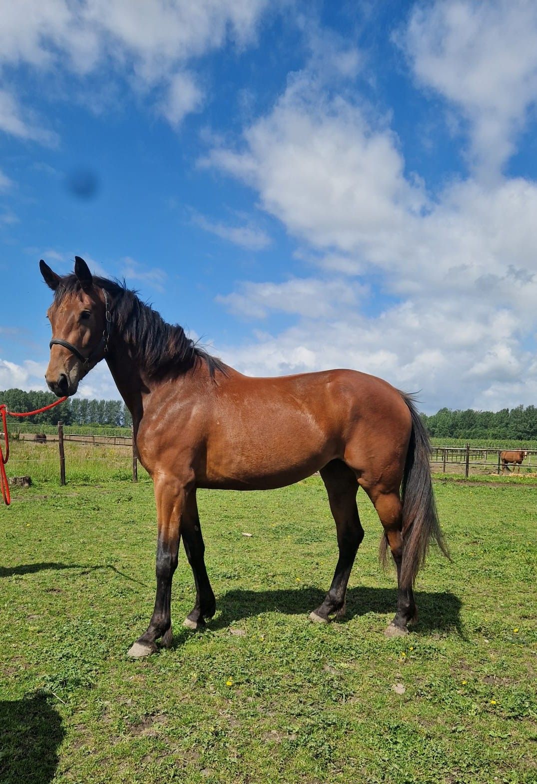 Beautiful 3-year-old mare