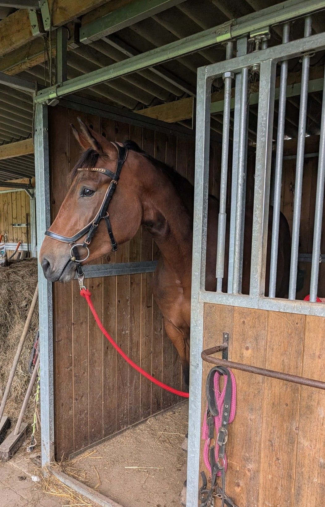 anglo-europees springpaard merrie 3 years old donkerbruin for sale - Photo 5