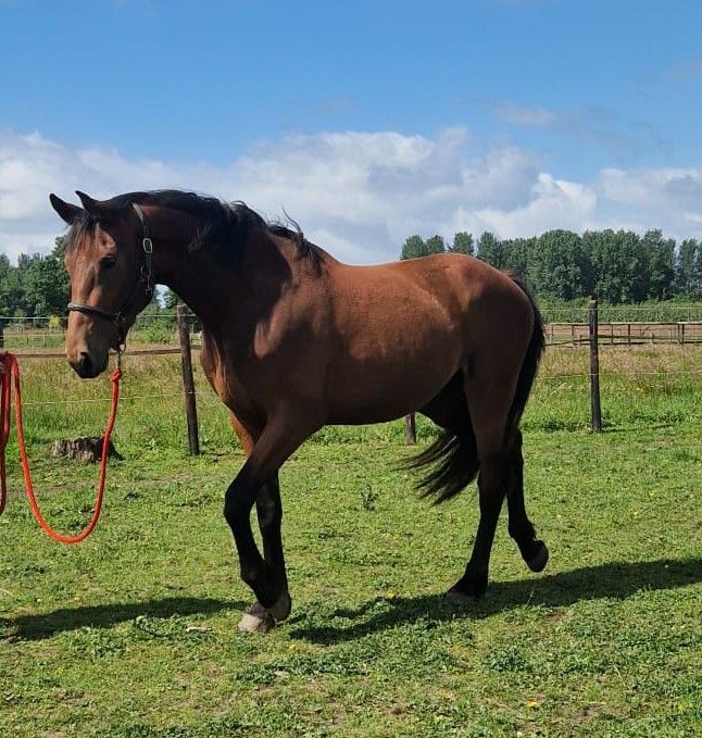 anglo-europees springpaard merrie 3 years old donkerbruin for sale - Photo 2