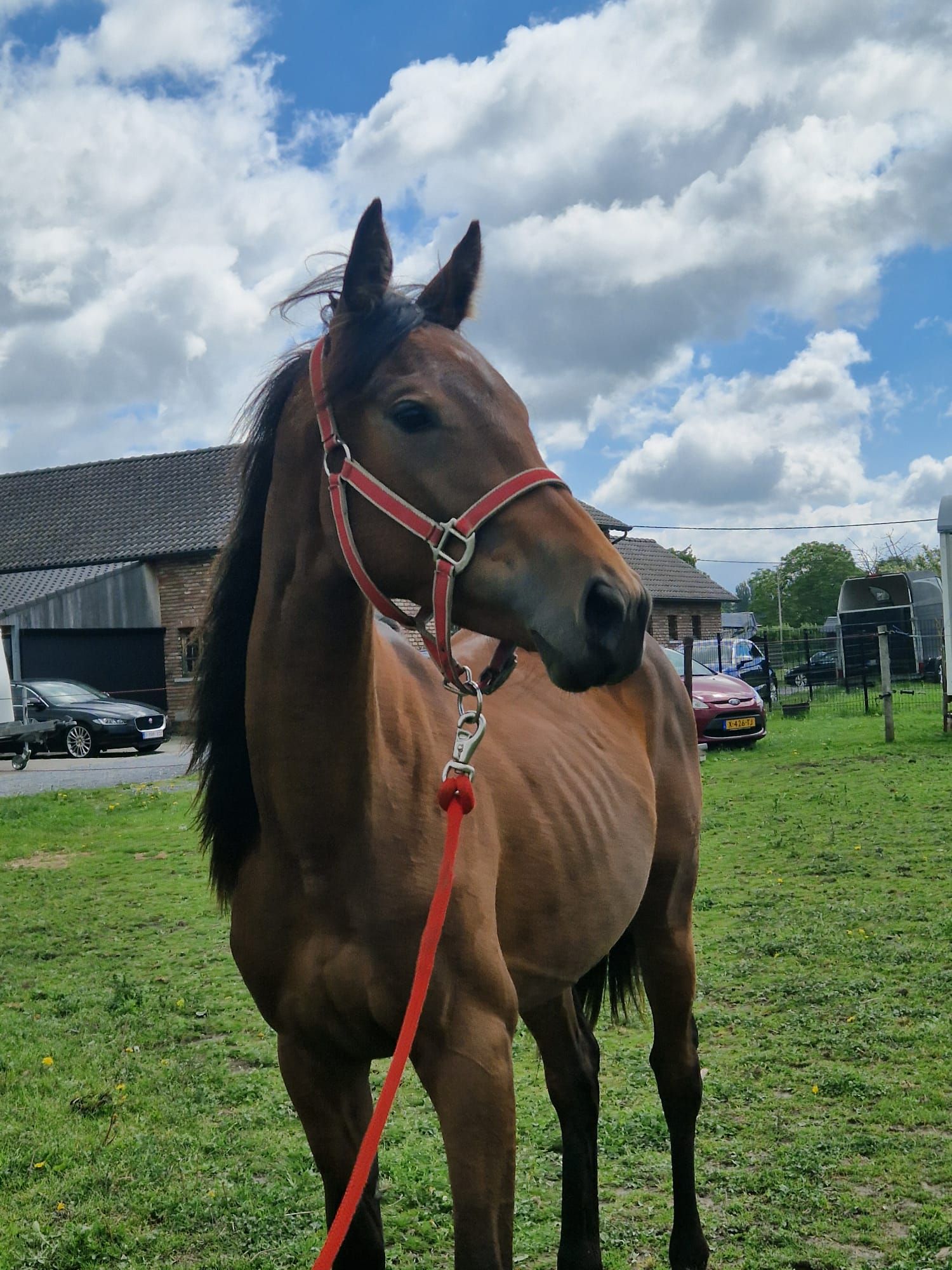 beautiful 2-year-old mare
