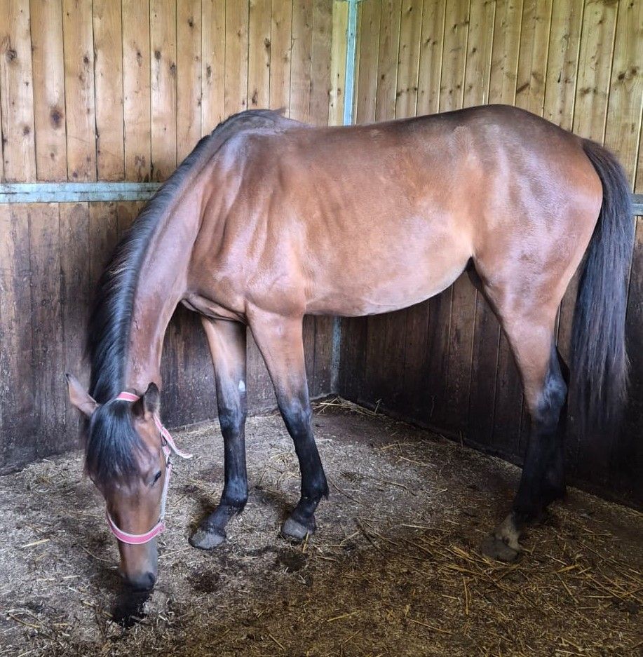 anglo-europees eventingpaard merrie 2 years old donkerbruin for sale - Photo 2