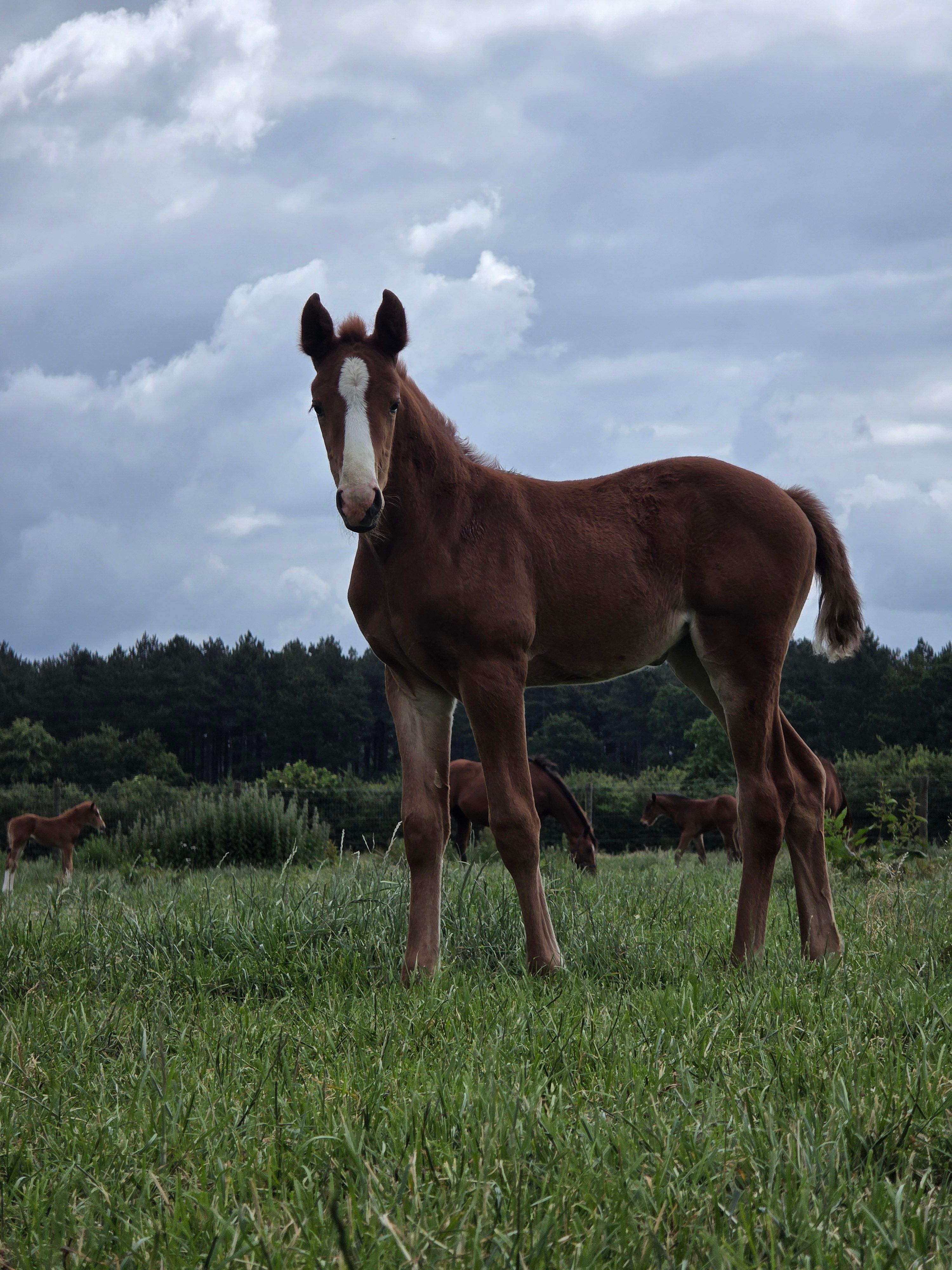 zangersheide springpaard merrie 0 jaar vos te koop - Foto 2