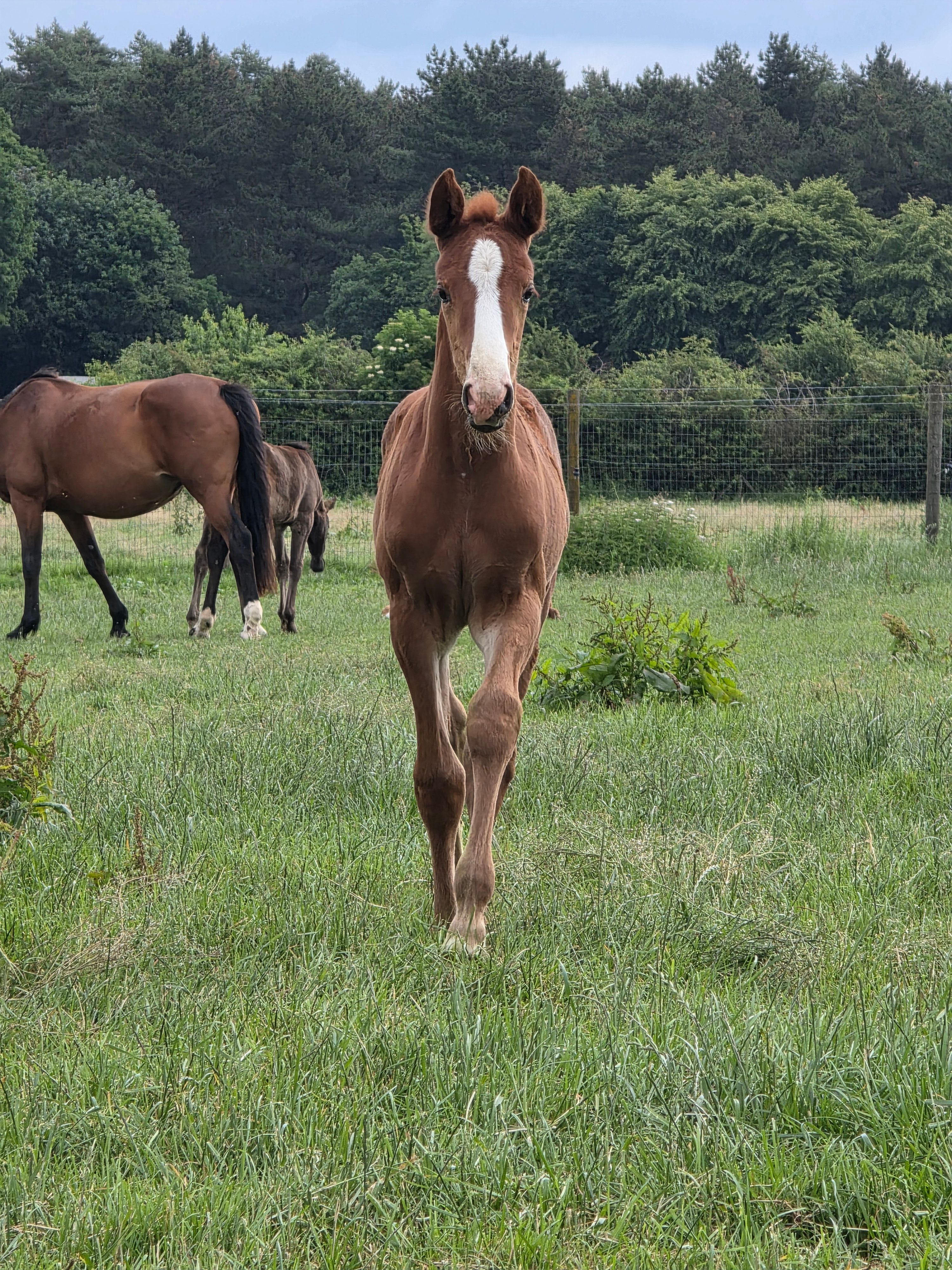 zangersheide springpaard merrie 0 jaar vos te koop - Foto 3