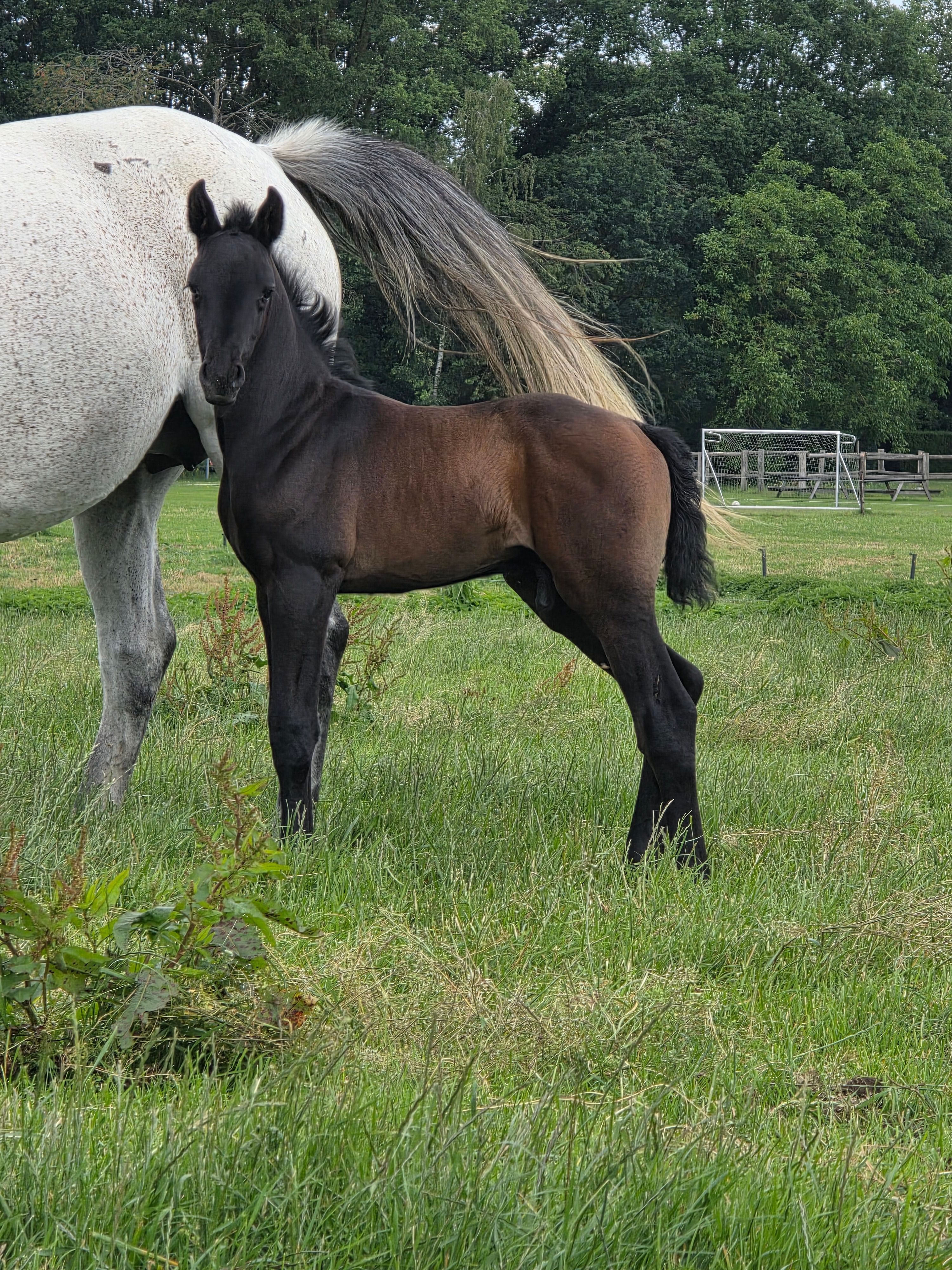 zangersheide springpaard hengst 0 år andere-kleur till salu - Foto 2