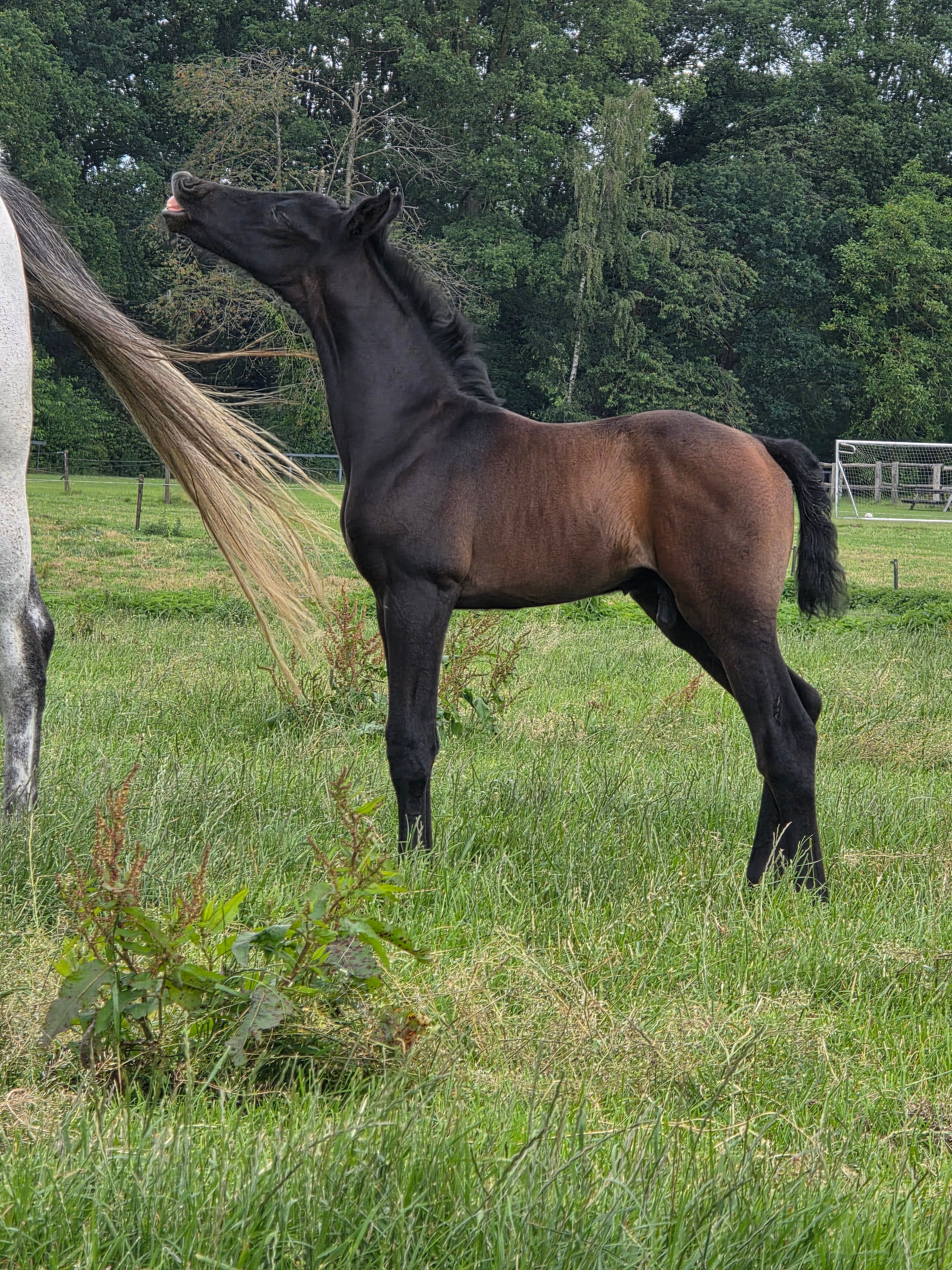 zangersheide springpaard hengst 0 år andere-kleur till salu - Foto 3