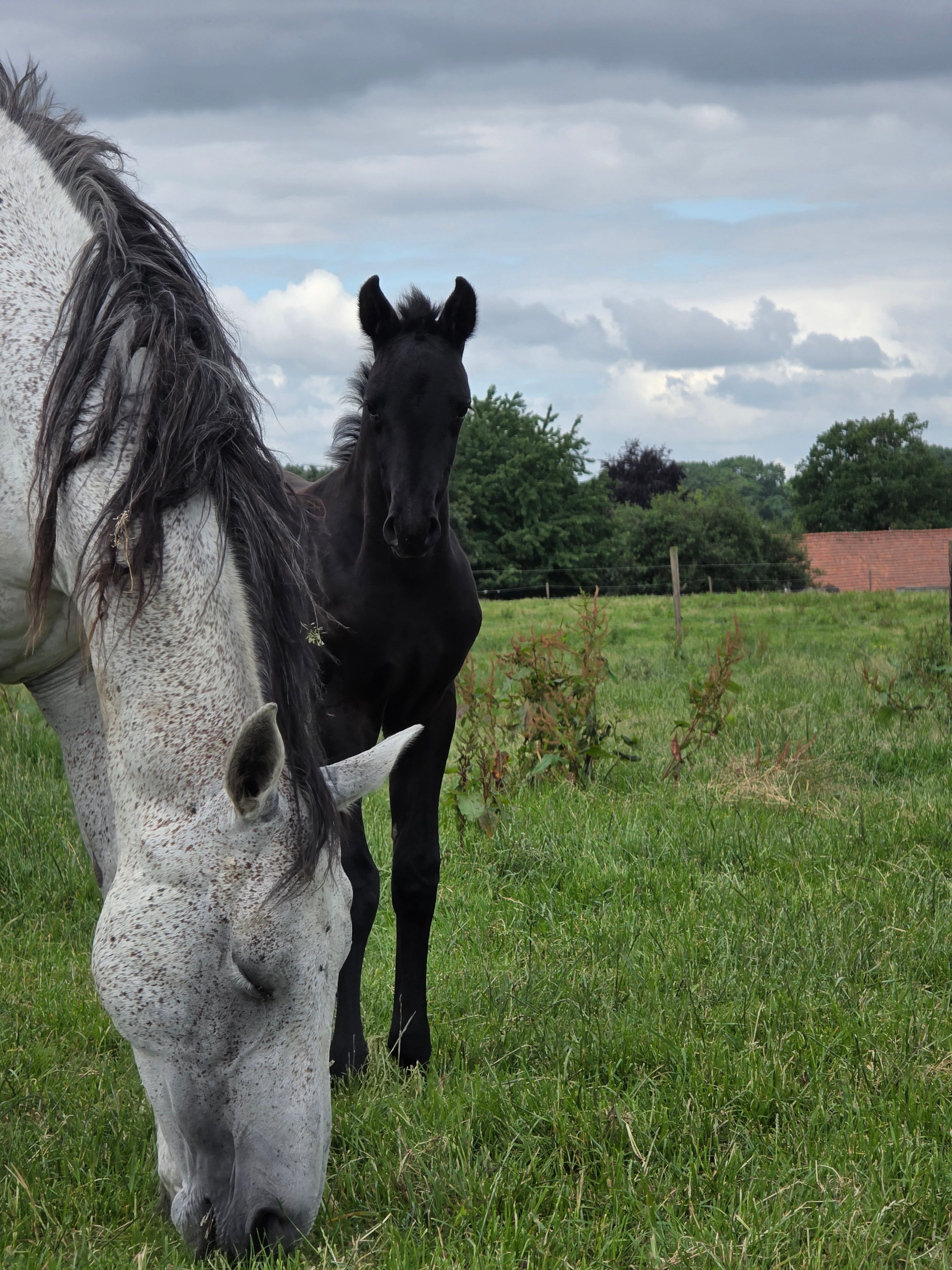 zangersheide springpaard hengst 0 år andere-kleur till salu - Foto 4