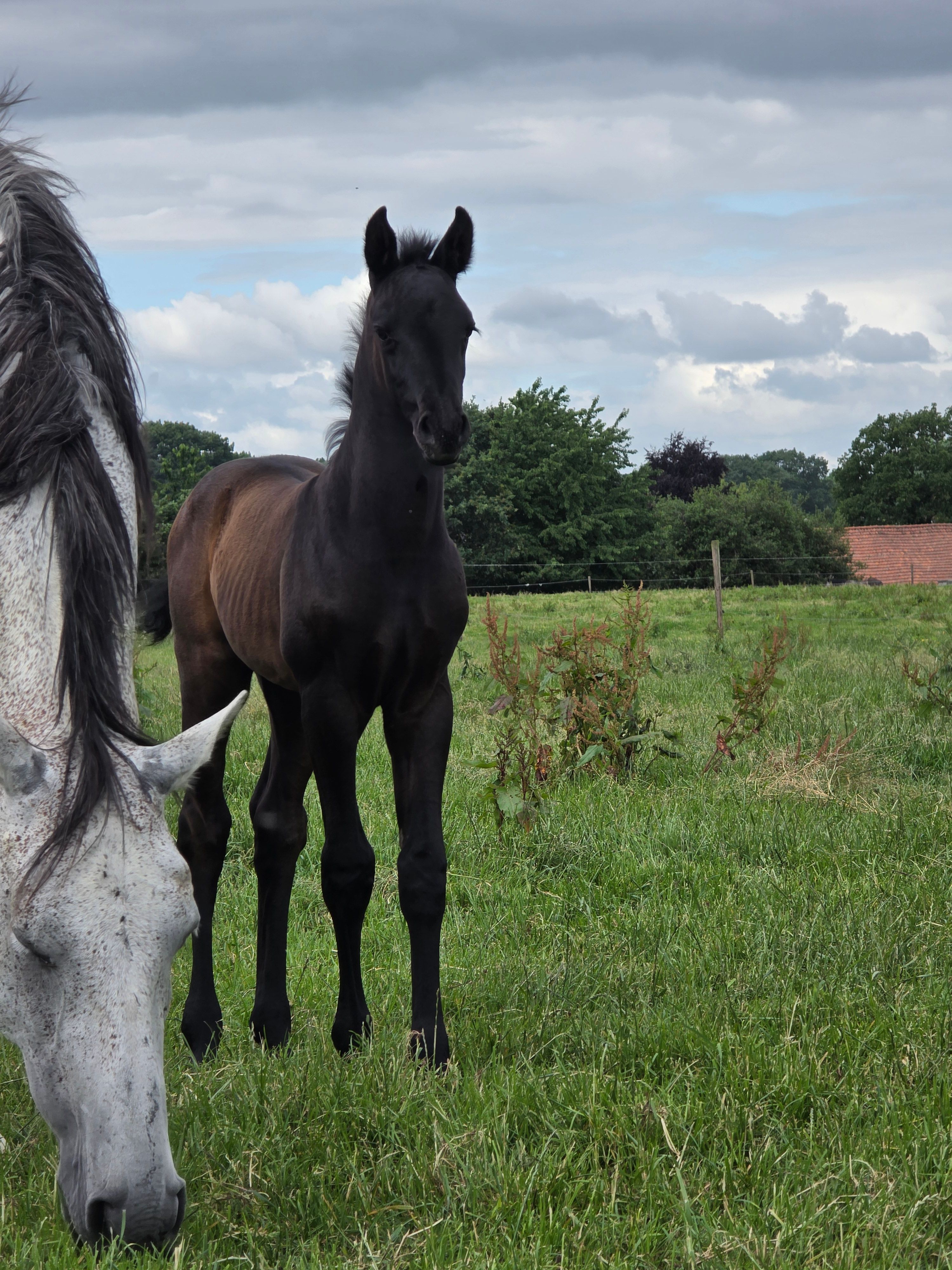 Colt by KM Chalcedon