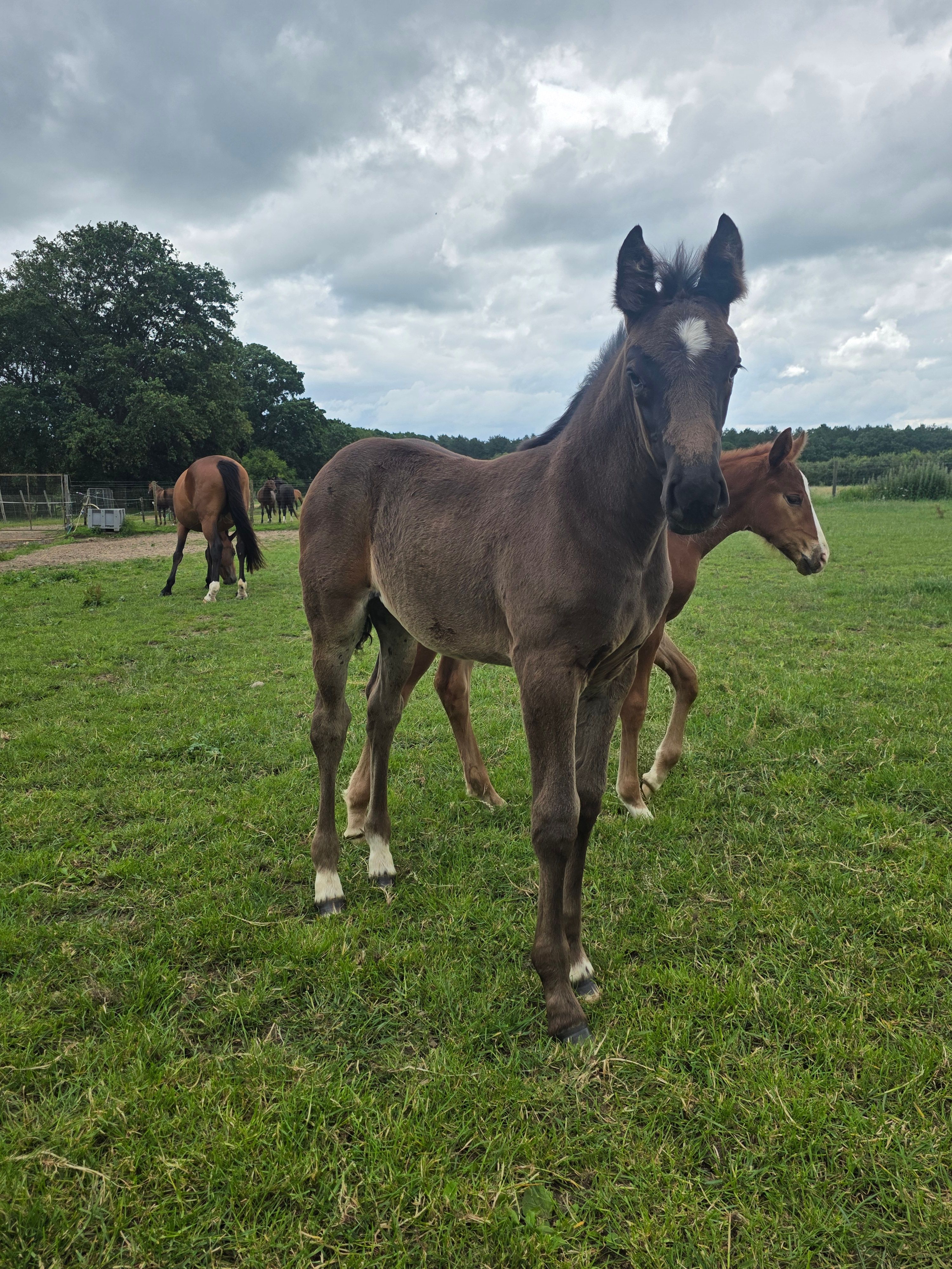 Large filly by Urano de Cartigny