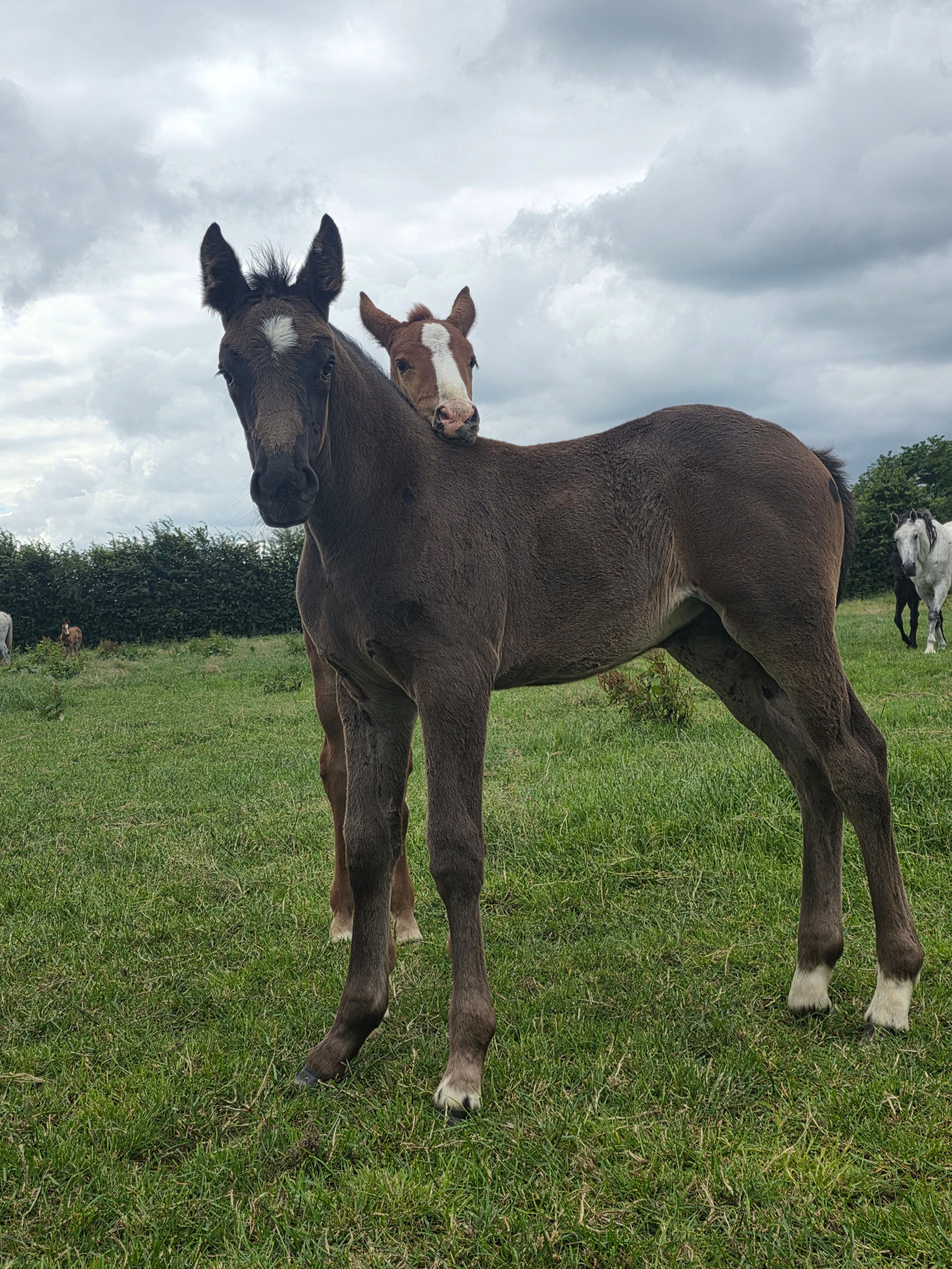 springpaard merrie 0 Jahre alt donkerbruin zu verkaufen - Foto 2