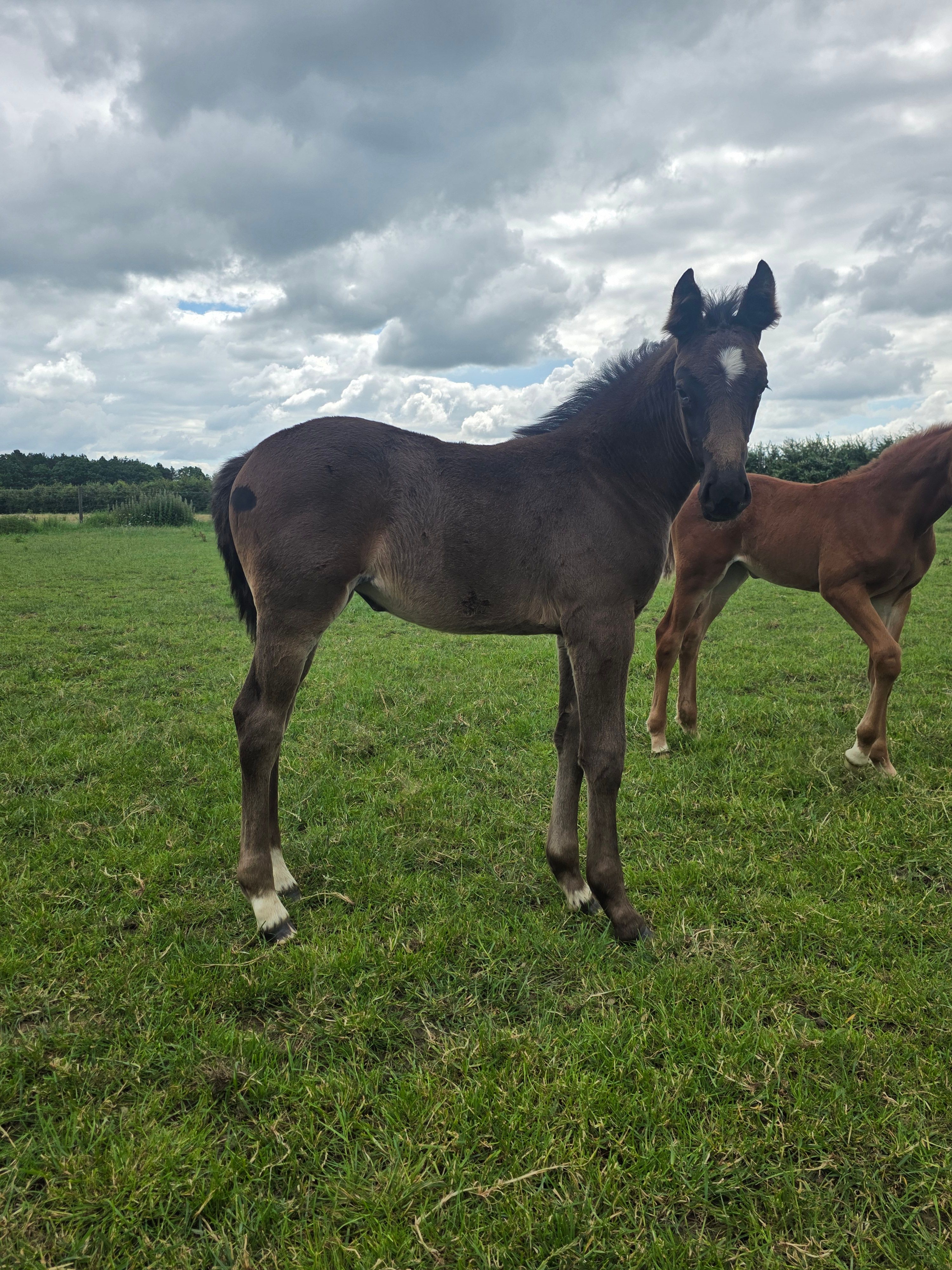 springpaard merrie 0 Jahre alt donkerbruin zu verkaufen - Foto 5
