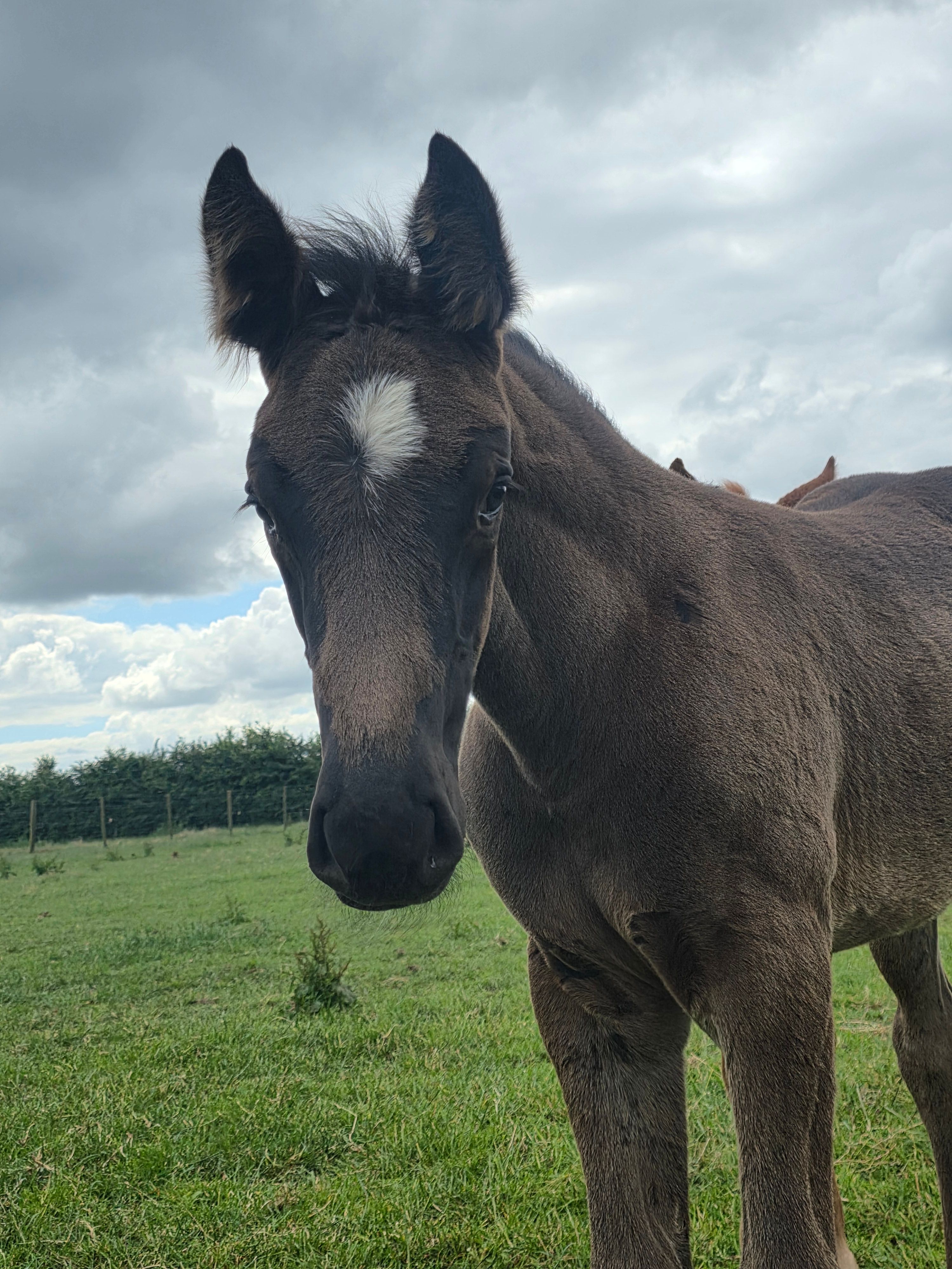 springpaard merrie 0 Jahre alt donkerbruin zu verkaufen - Foto 4