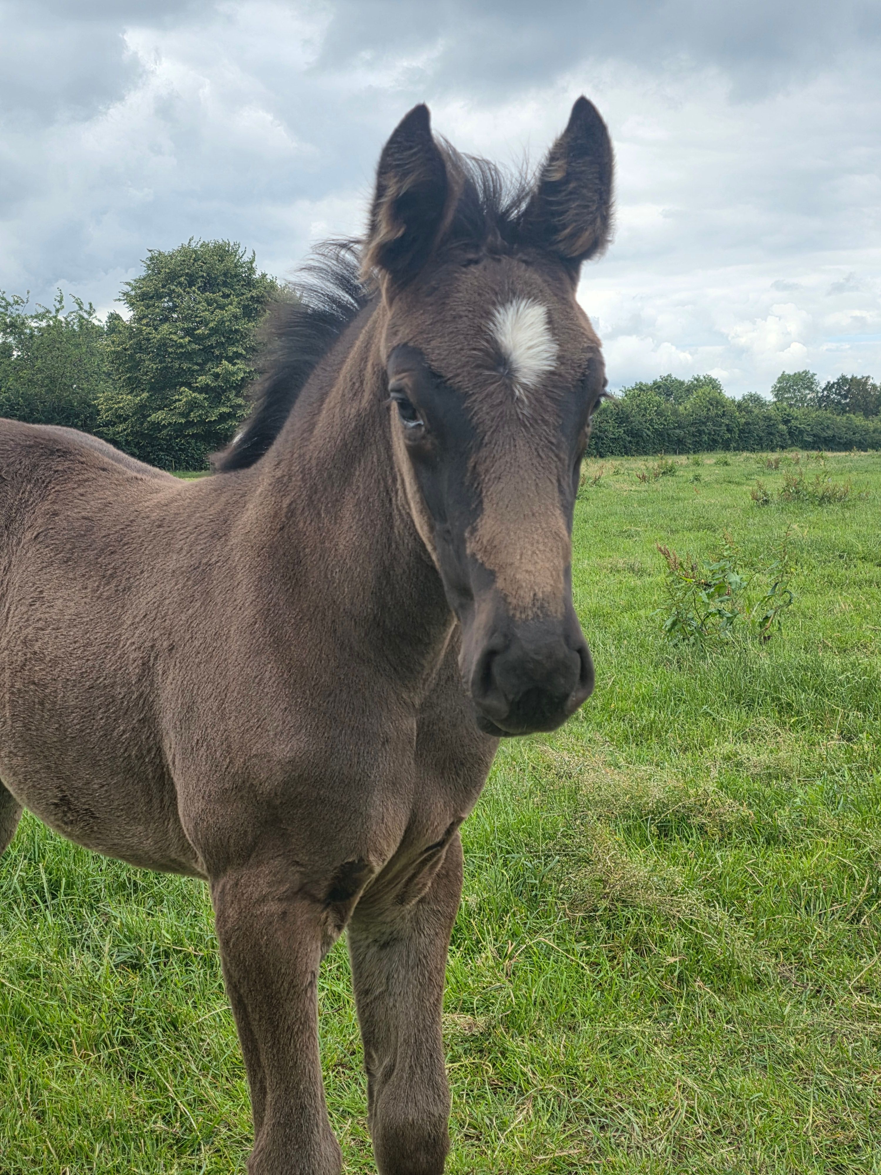springpaard merrie 0 Jahre alt donkerbruin zu verkaufen - Foto 3
