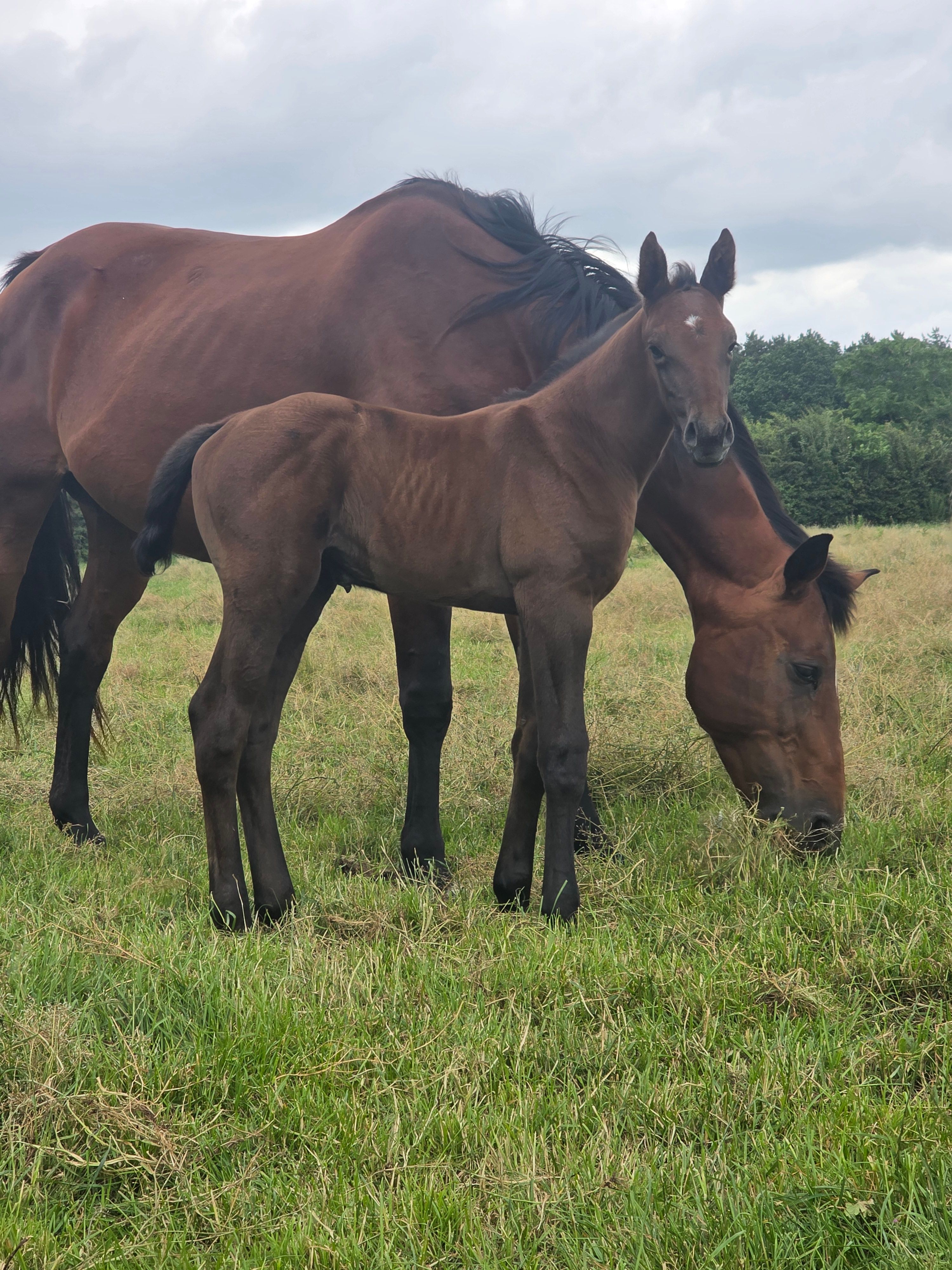 springpaard merrie 0 Jahre alt zu verkaufen - Foto 3