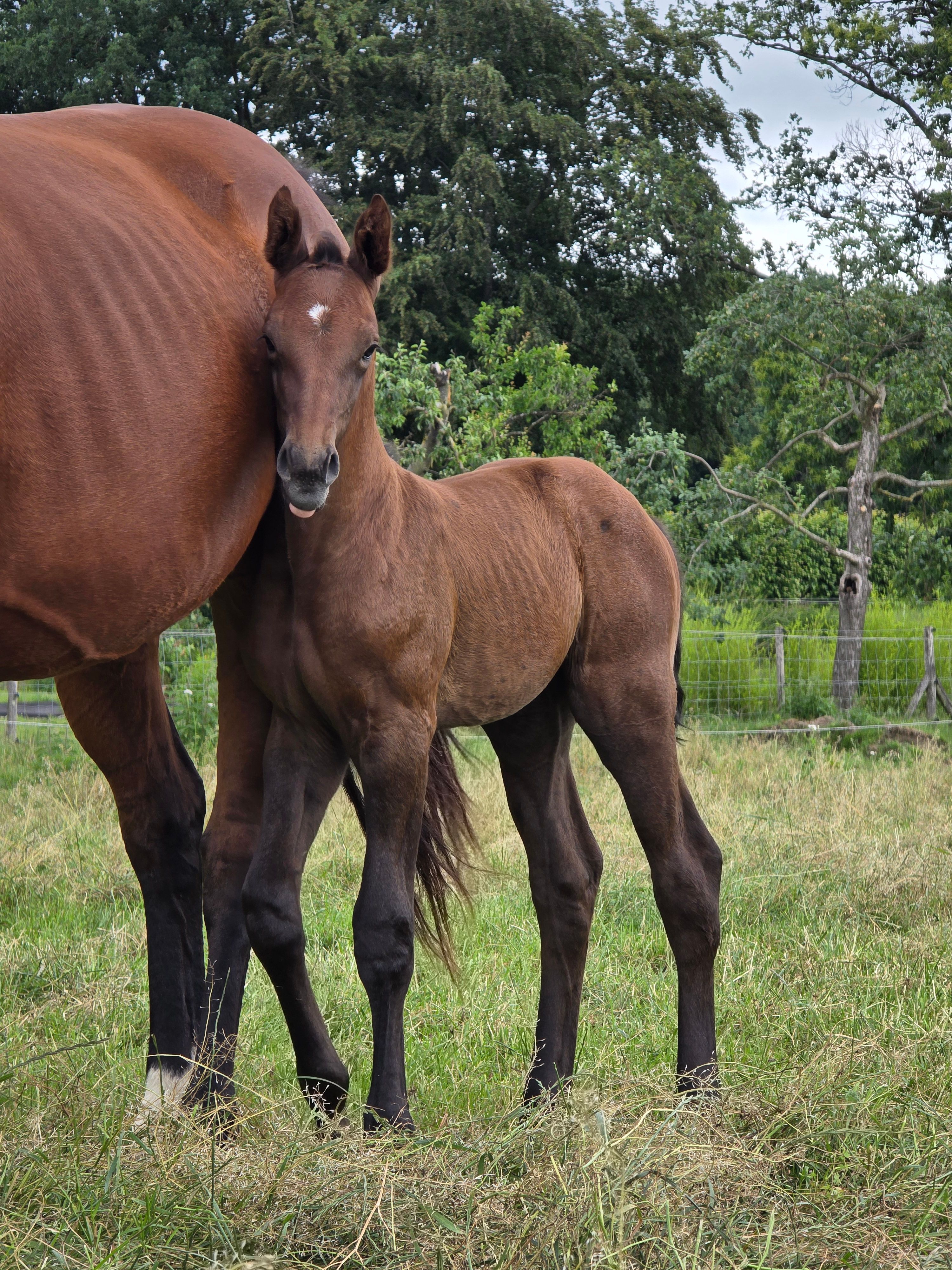 Filly by Colorit Z
