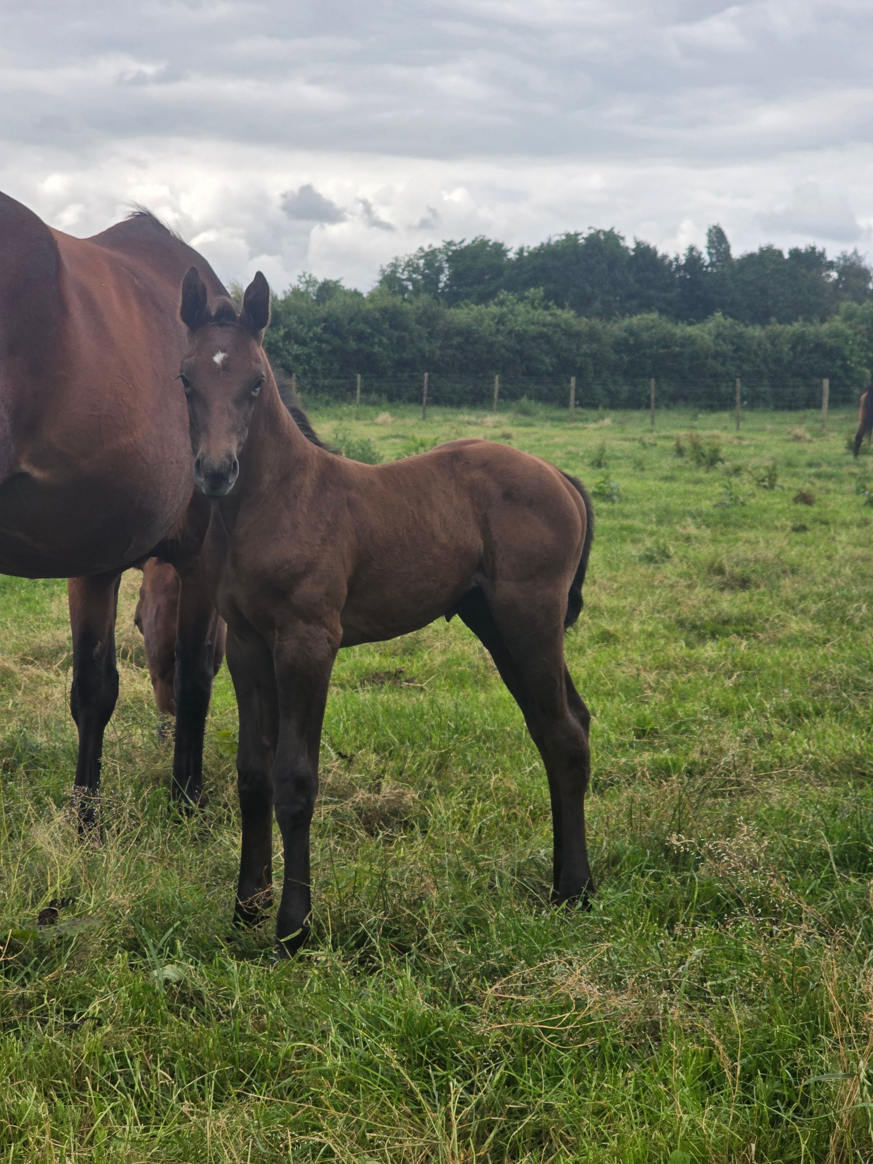 springpaard merrie 0 Jahre alt zu verkaufen - Foto 2