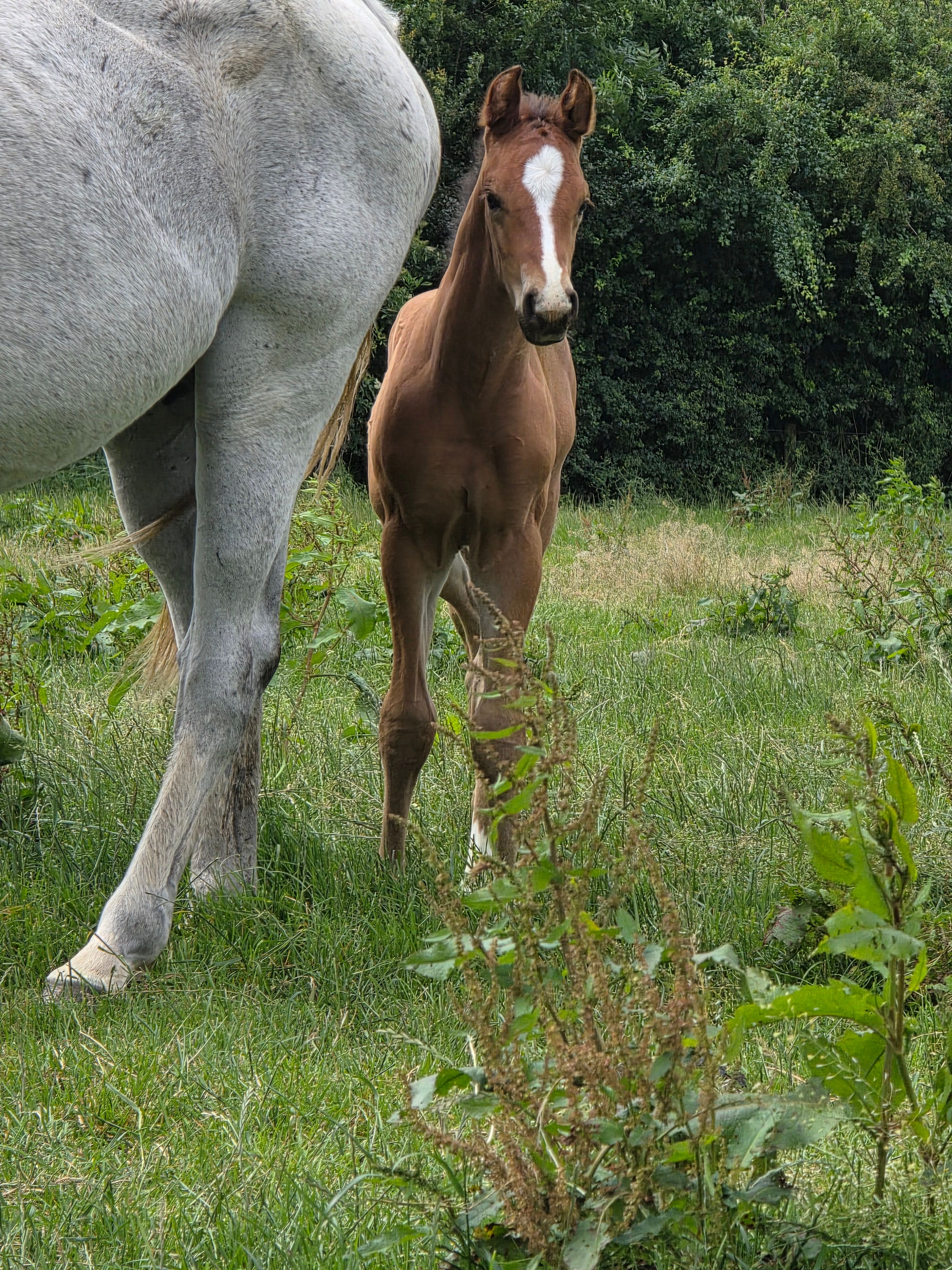 zangersheide springpaard hengst 0 Jahre alt zu verkaufen - Foto 3