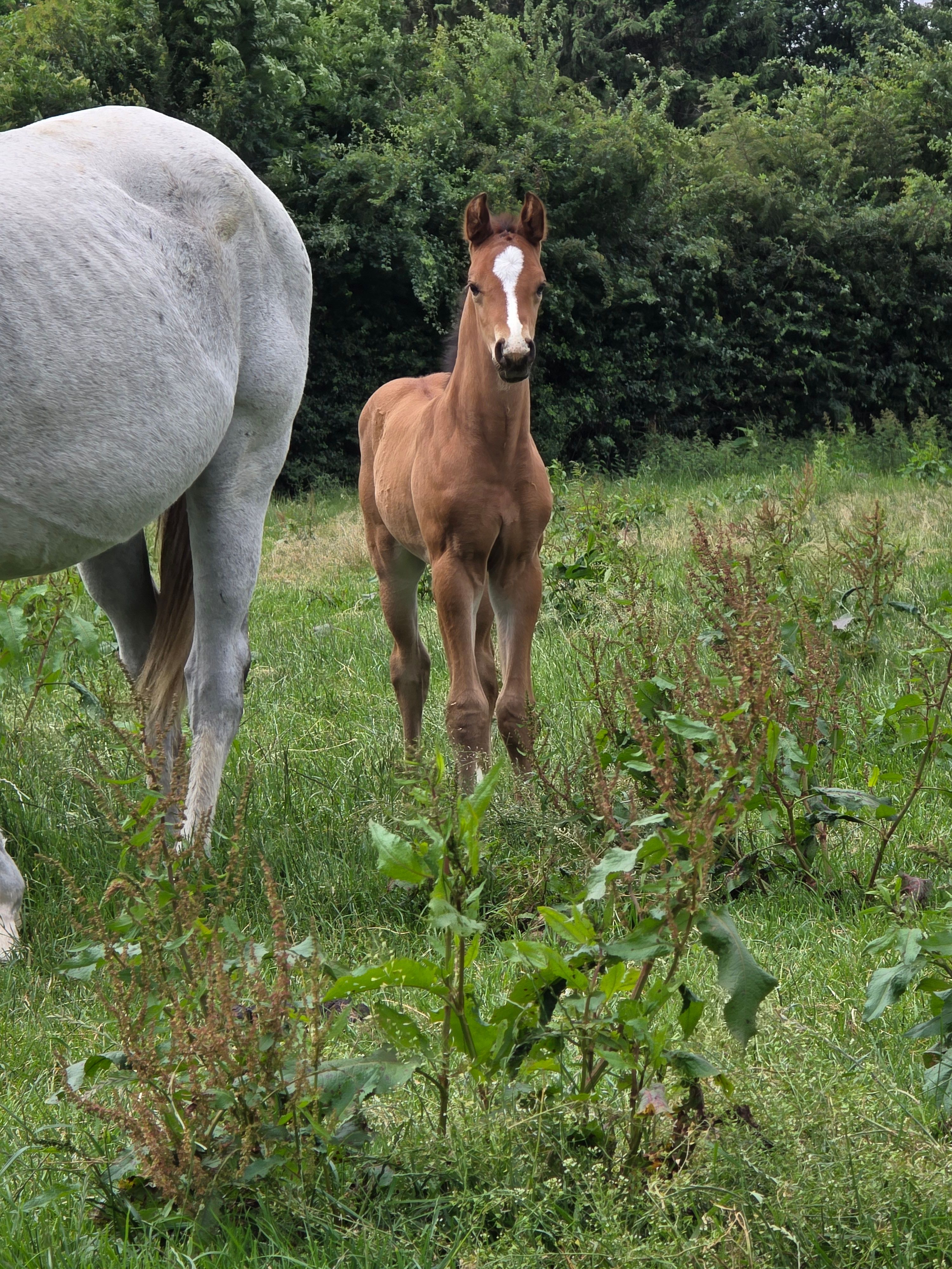 zangersheide springpaard hengst 0 Jahre alt zu verkaufen - Foto 2
