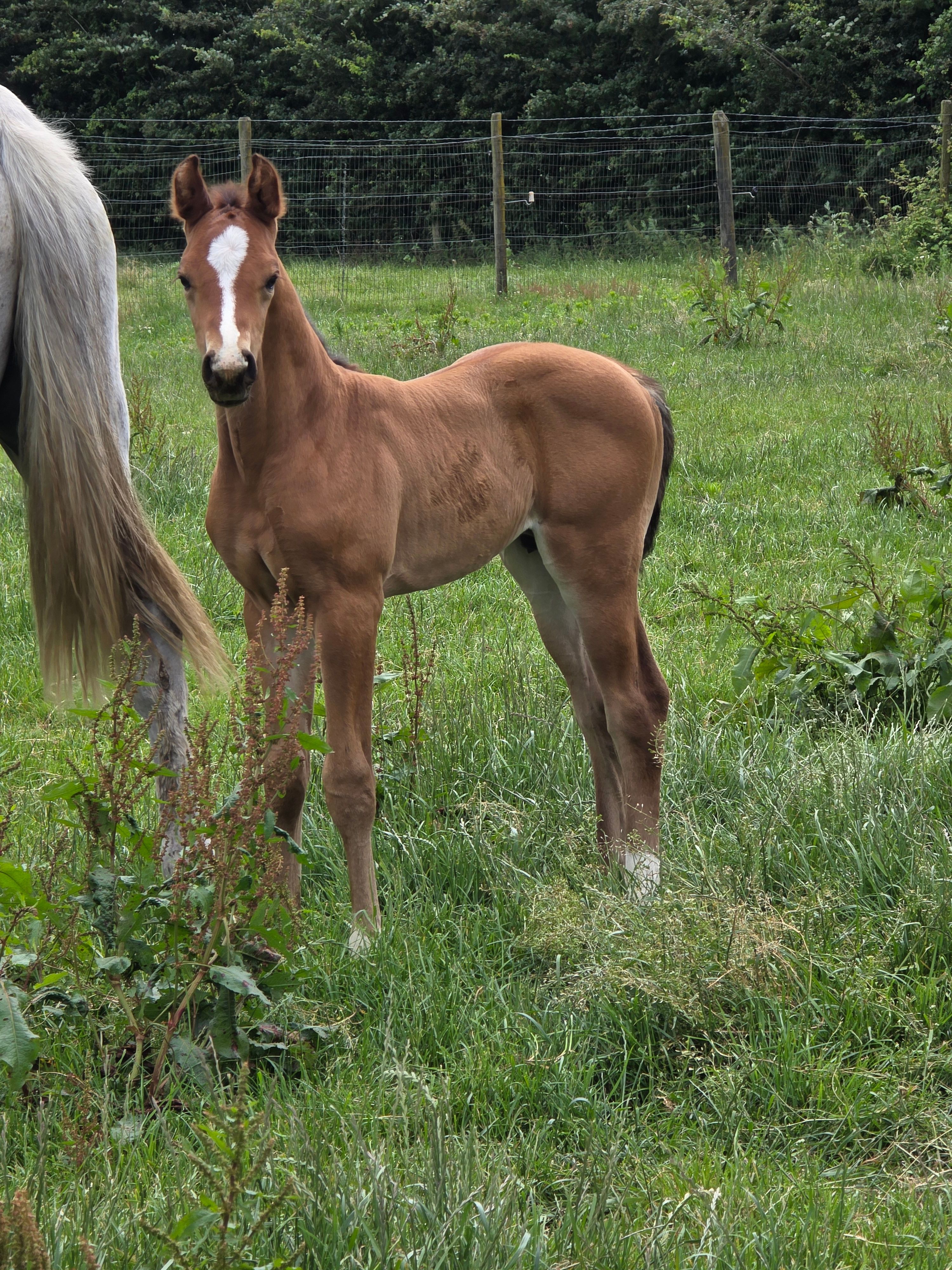 zangersheide springpaard hengst 0 Jahre alt zu verkaufen - Foto 4