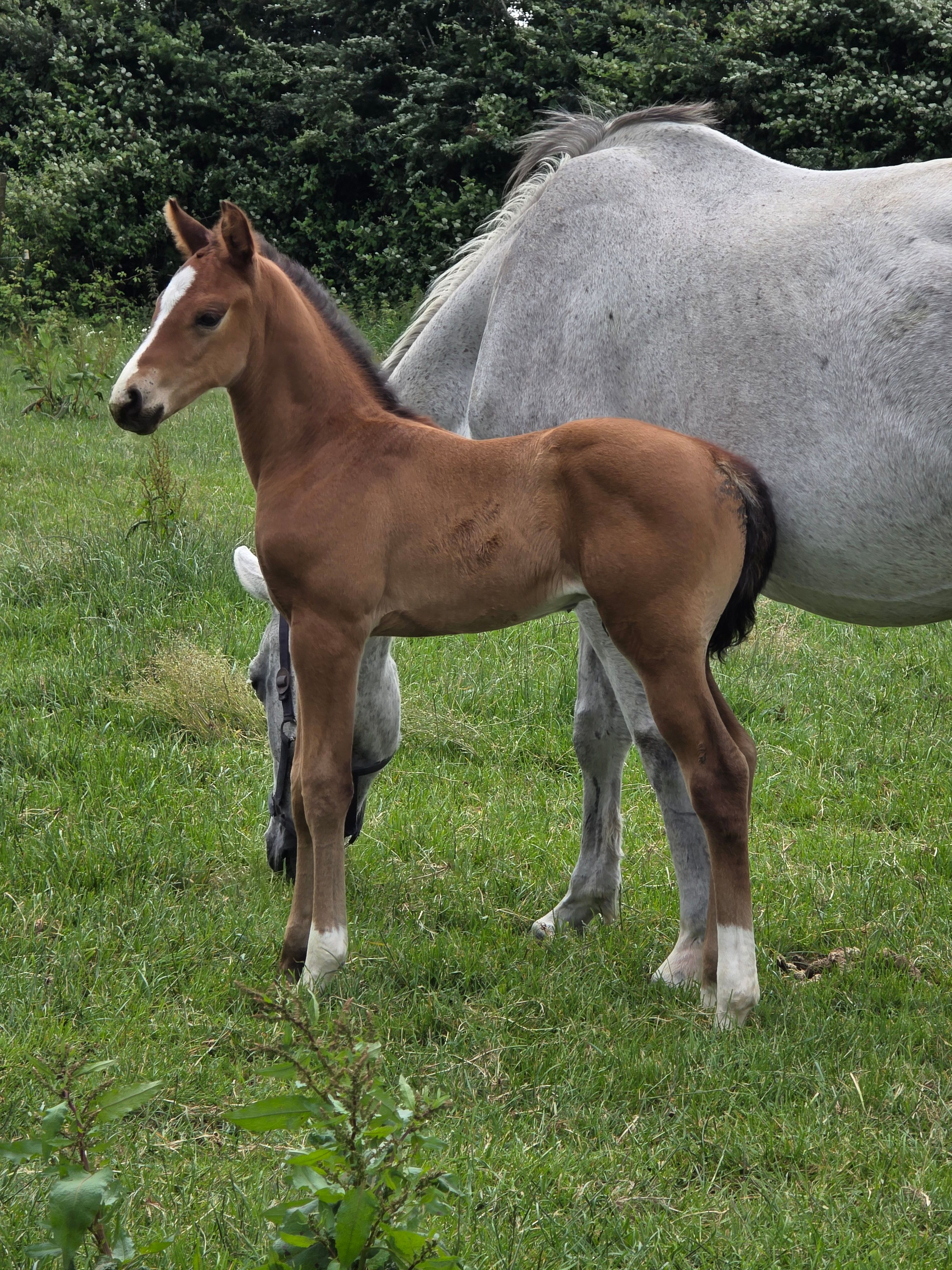 Colt by Centauer Z