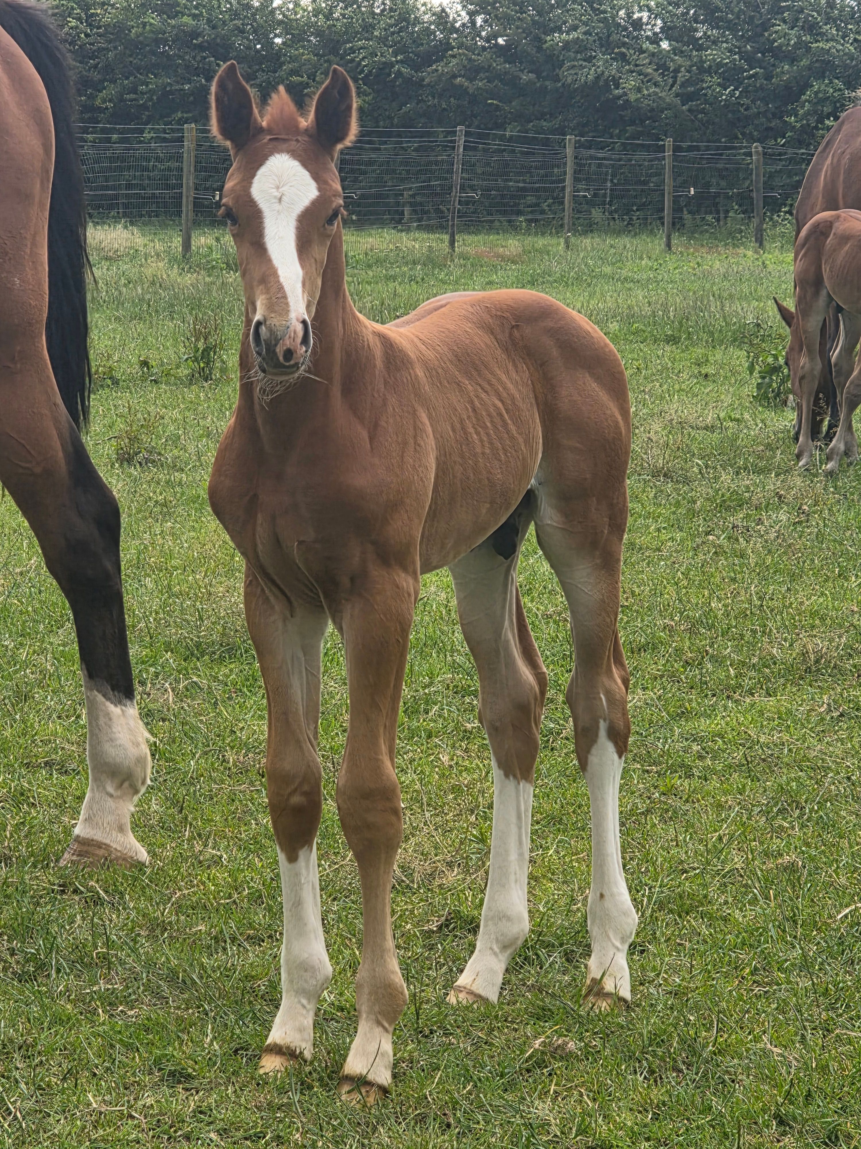Beautiful colt by Ansingh de Lis Z