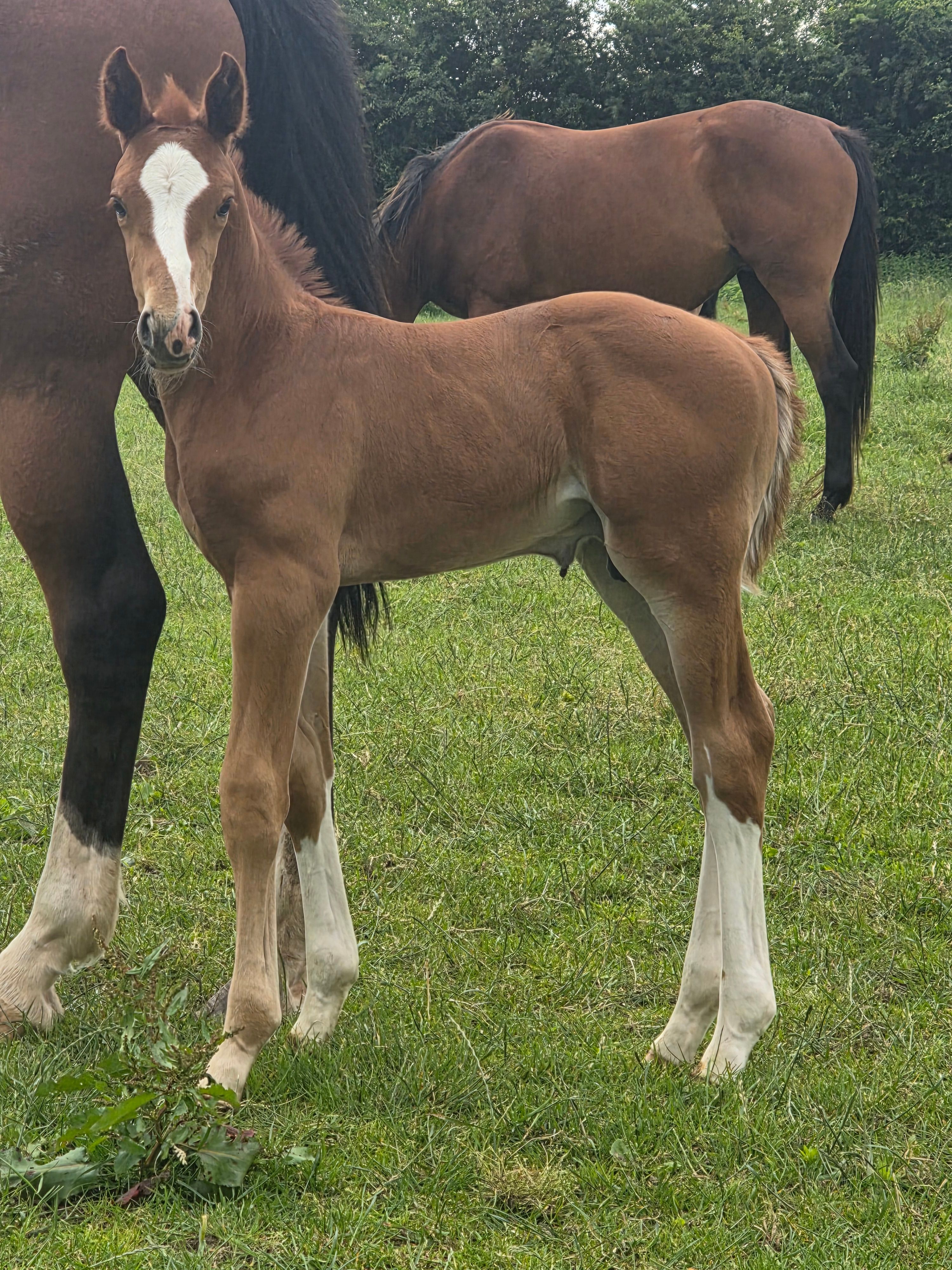 zangersheide springpaard hengst 0 Jahre alt zu verkaufen - Foto 2