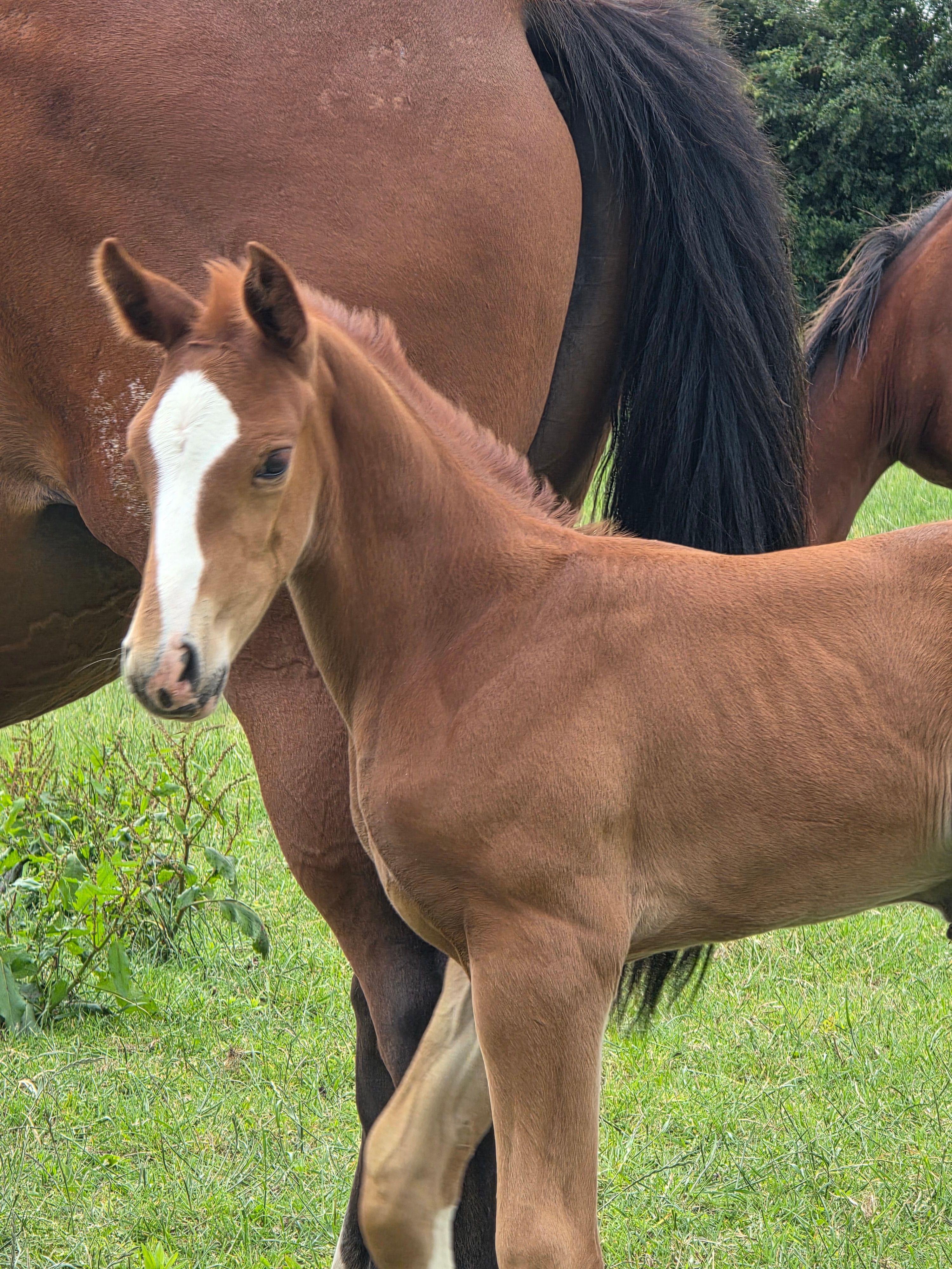 zangersheide springpaard hengst 0 Jahre alt zu verkaufen - Foto 3