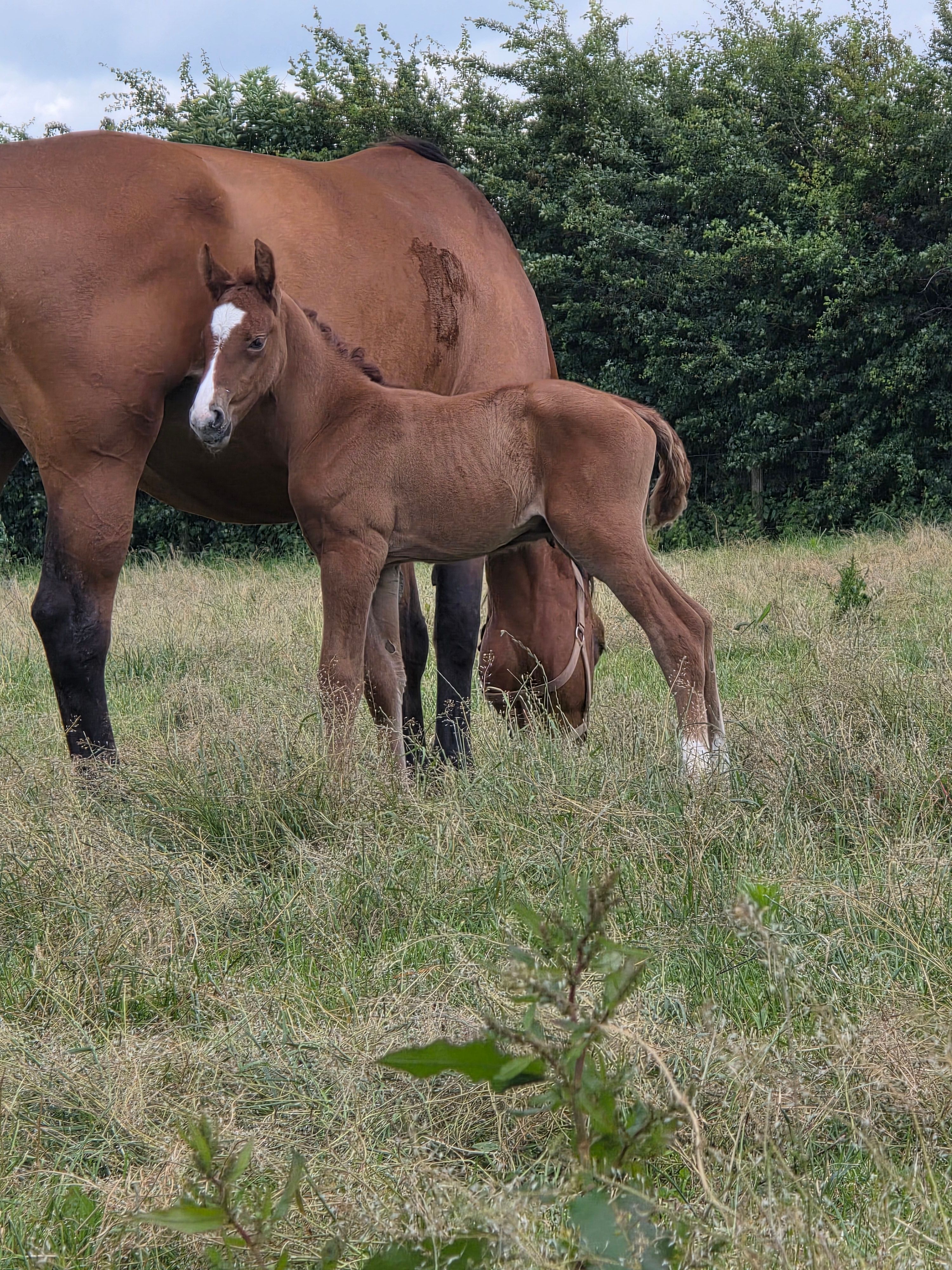 Great colt by KM Chalcedon