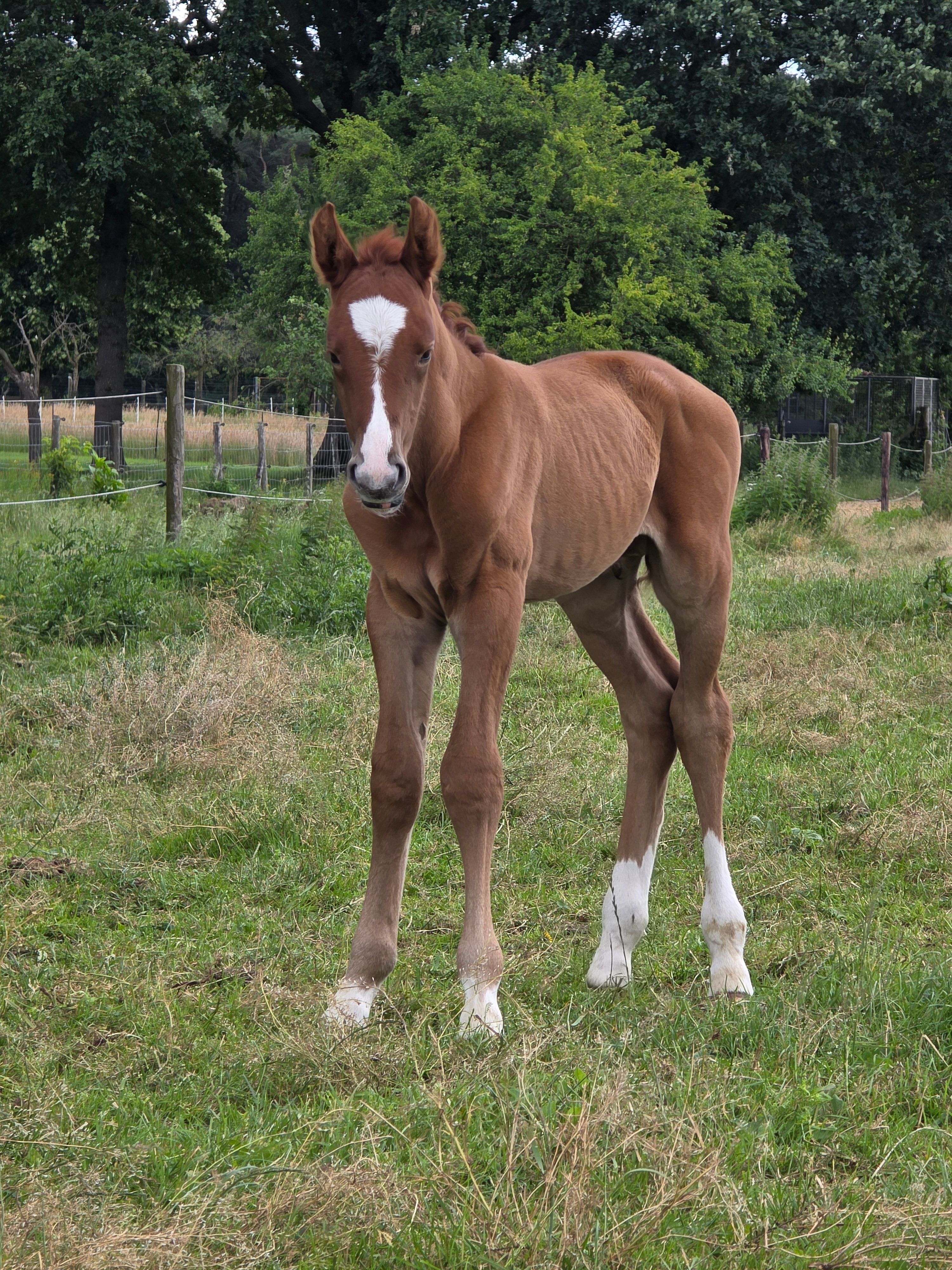 zangersheide springpaard hengst 0 Jahre alt zu verkaufen - Foto 2