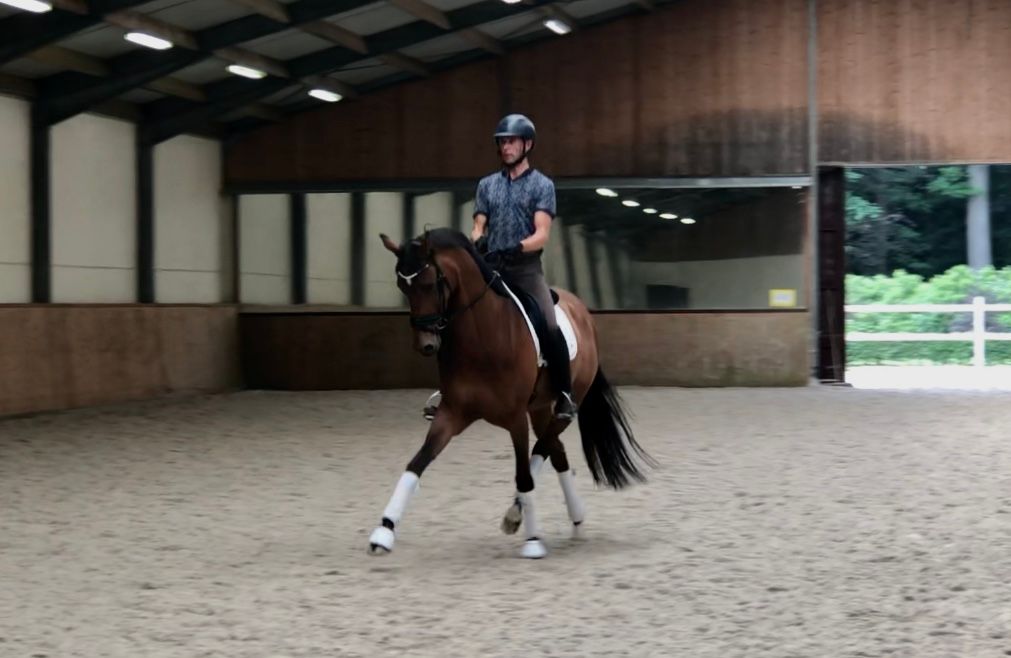 8yo mare at psg level