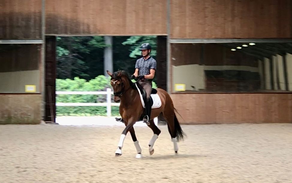 oldenburg dressuurpaard merrie 8 anos bruin à venda - Foto 3