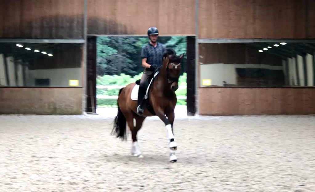 oldenburg dressuurpaard merrie 8 anos bruin à venda - Foto 2