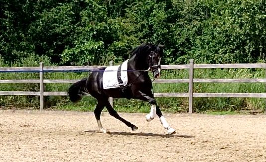 kwpn dressuurpaard hengst 3 years old zwart for sale - Photo 2