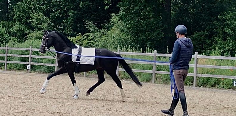 kwpn dressuurpaard hengst 3 years old zwart for sale - Photo 3