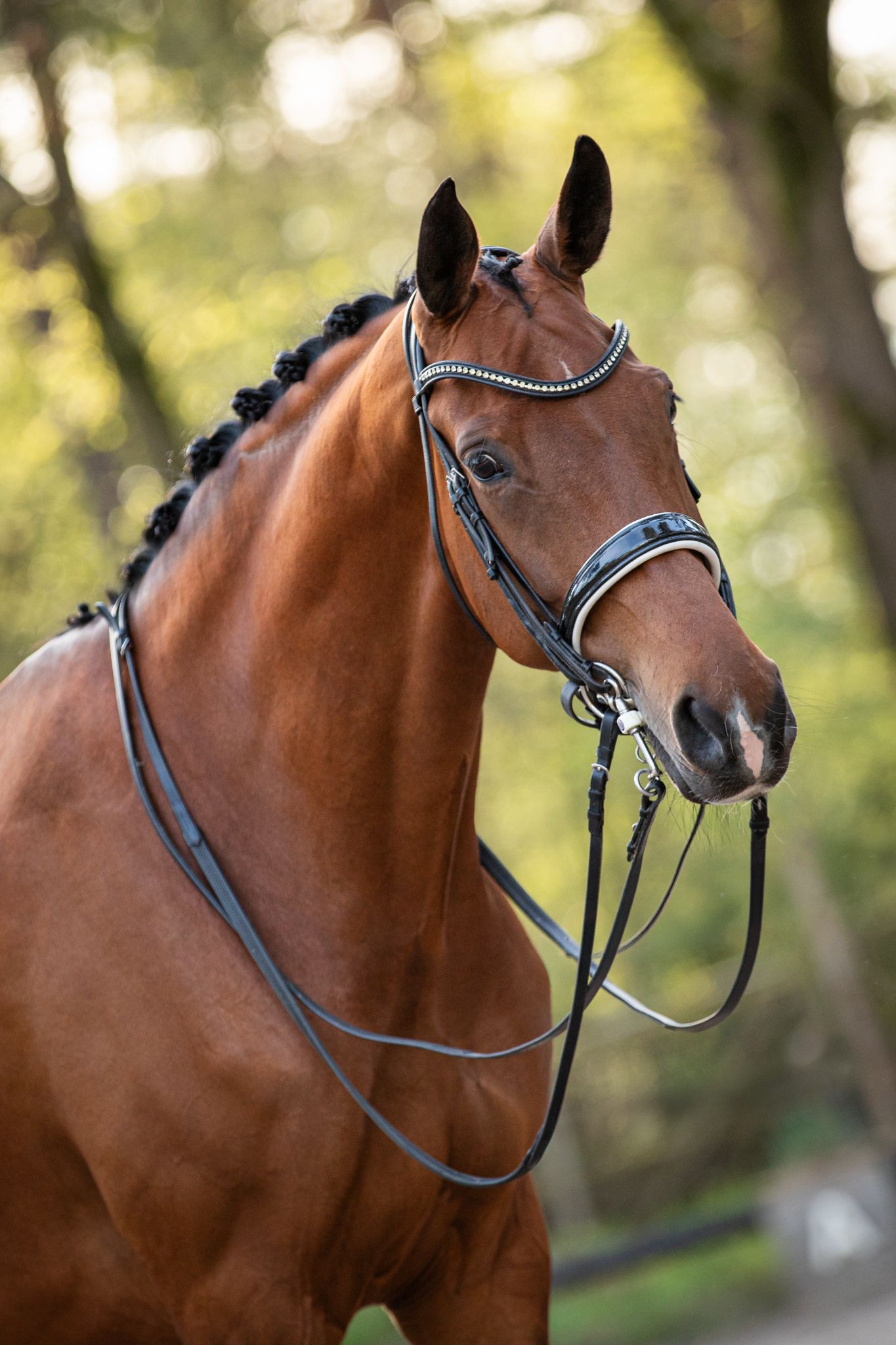 牝馬 10歳 ZZ-Licht 牝馬 | Bordeaux x Charmeur | SportHorses.jp