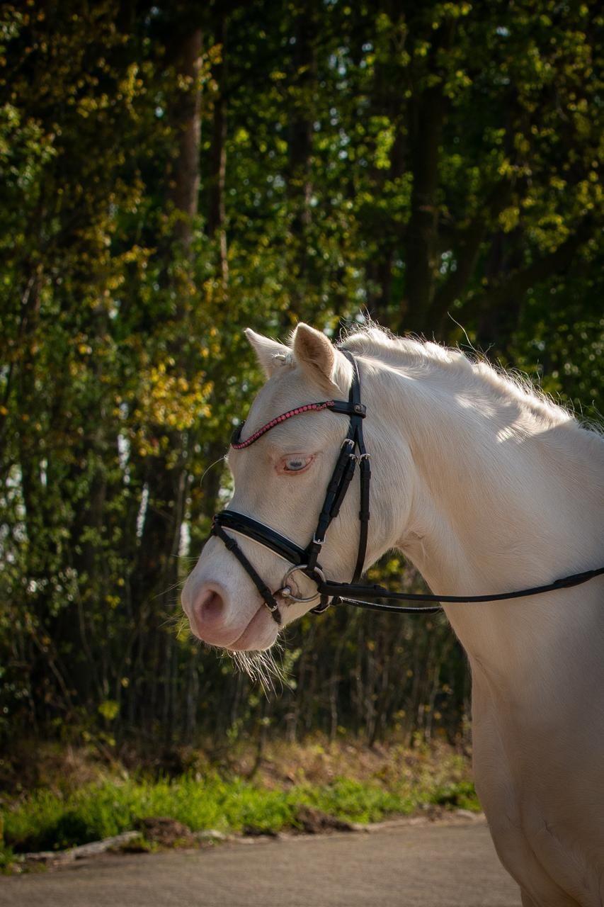welsh allround-pony ruin 7 år andere-kleur till salu - Foto 2