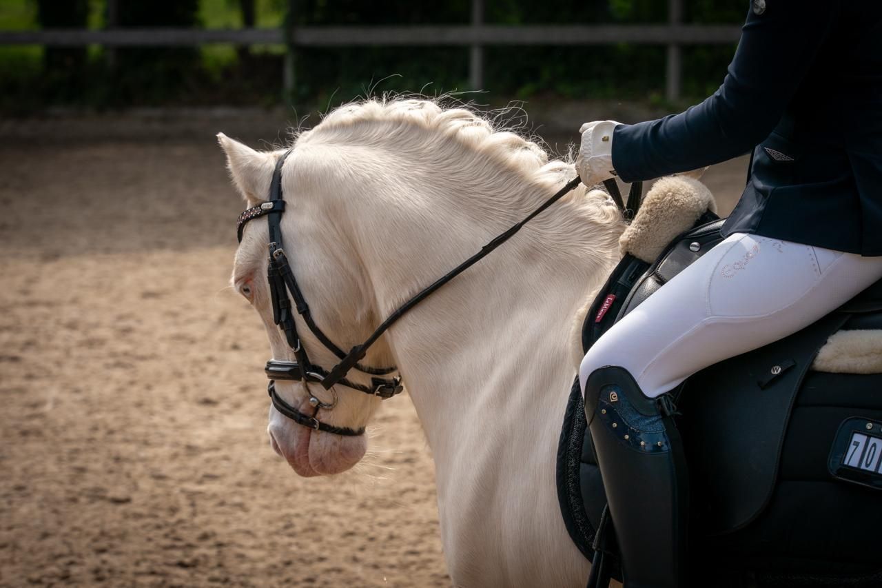 welsh allround-pony ruin 7 år andere-kleur till salu - Foto 5