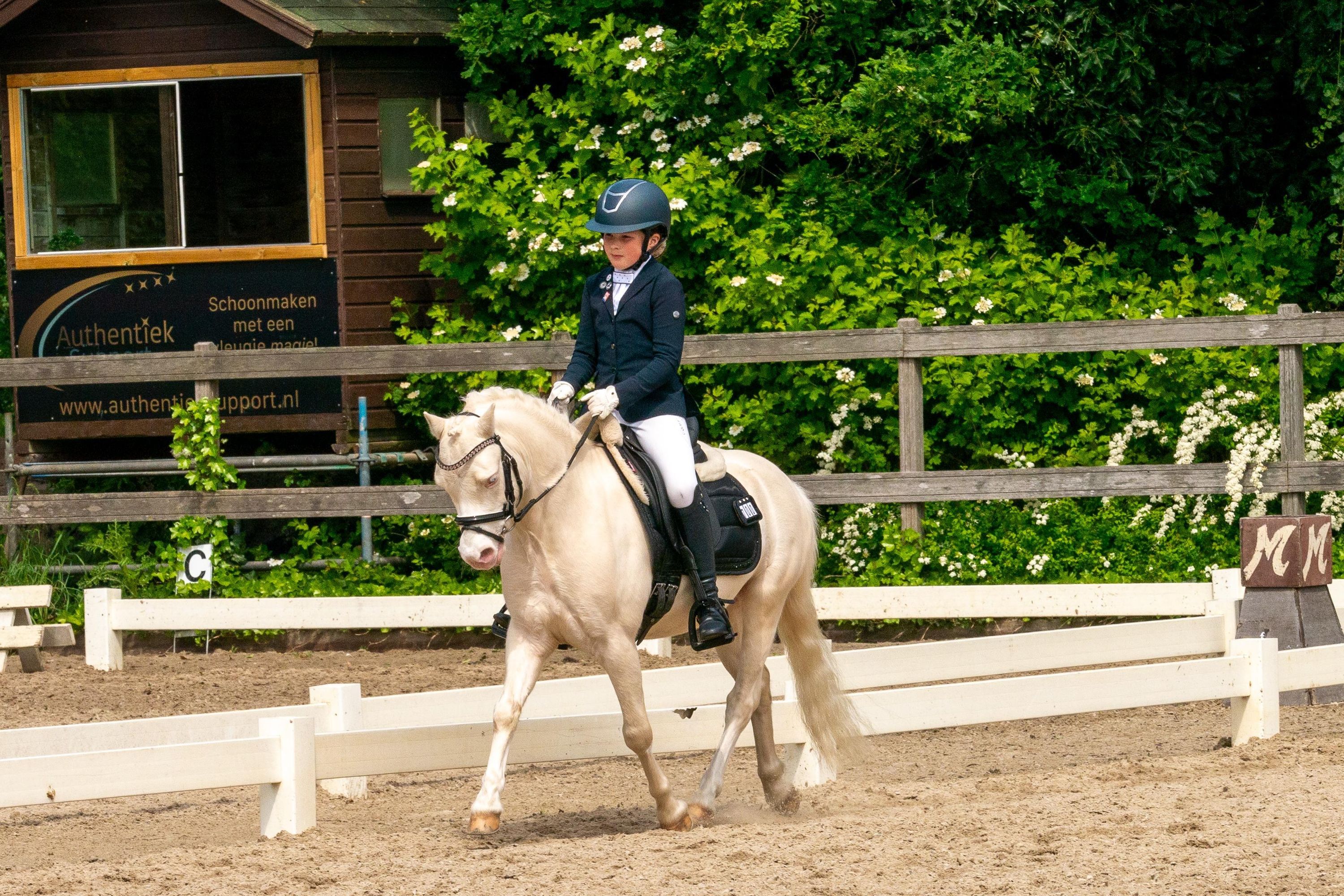welsh allround-pony ruin 7 år andere-kleur till salu - Foto 3