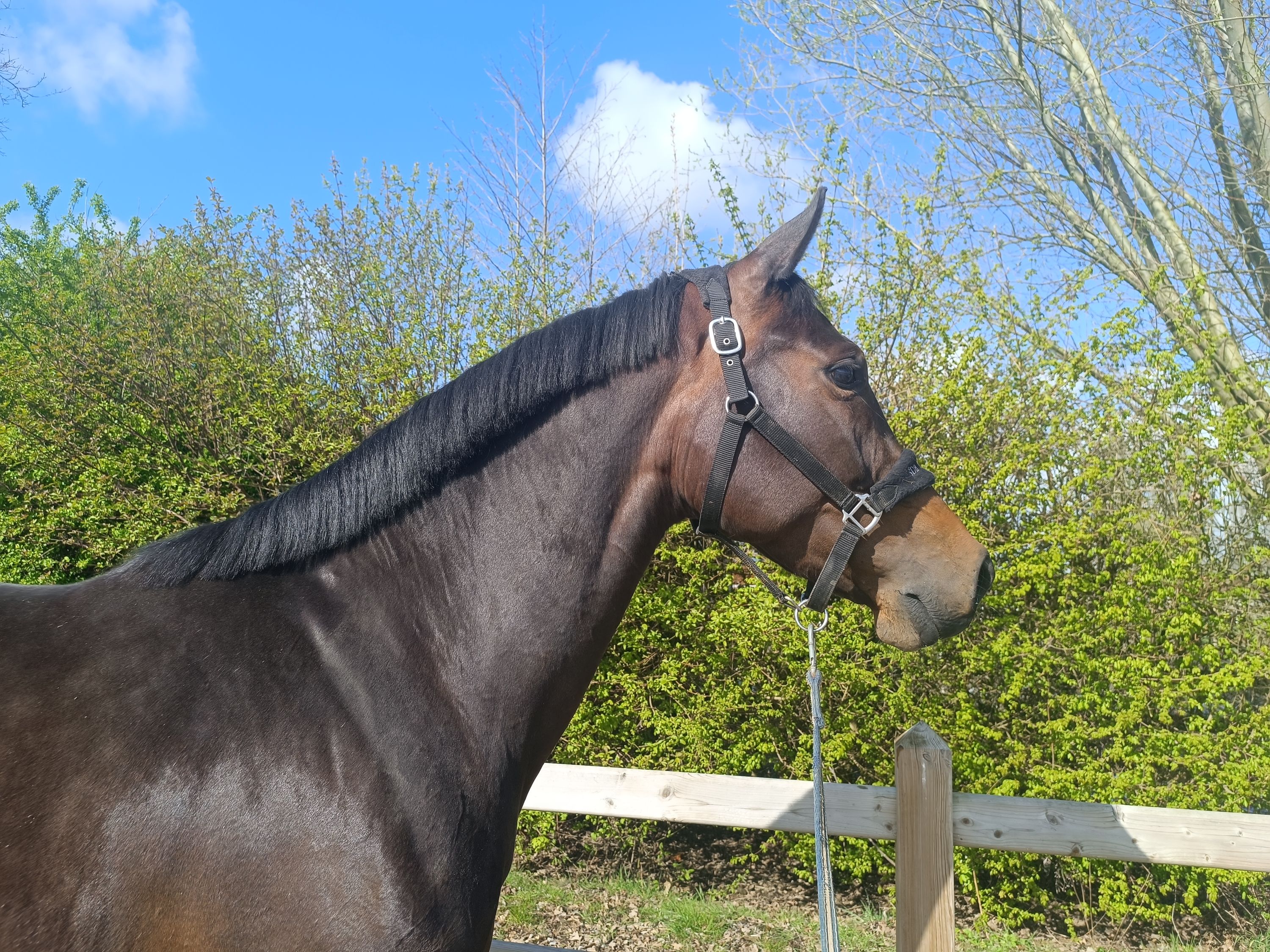 bwp allrounder merrie 5 years old donkerbruin for sale - Photo 3