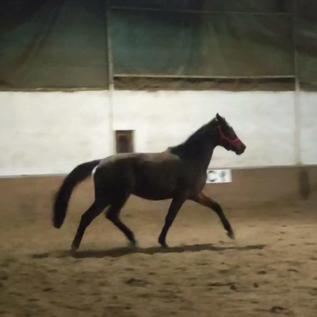 bwp allrounder merrie 5 years old donkerbruin for sale - Photo 5