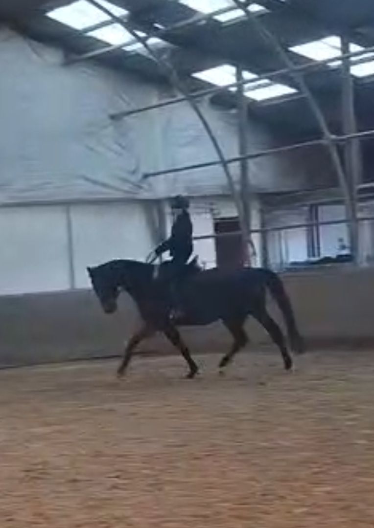 bwp allrounder merrie 5 years old donkerbruin for sale - Photo 4