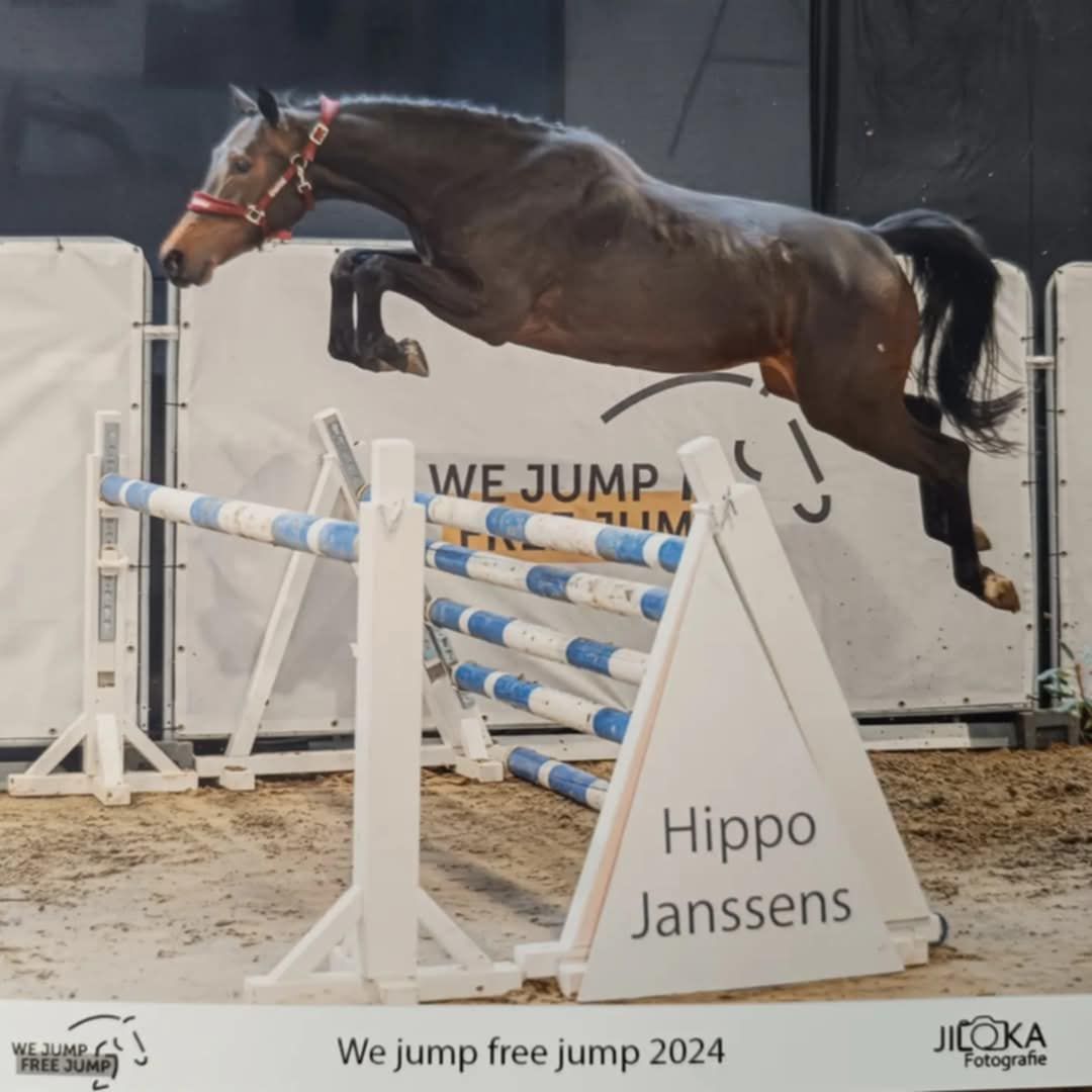 bwp allrounder merrie 5 years old donkerbruin for sale - Photo 2