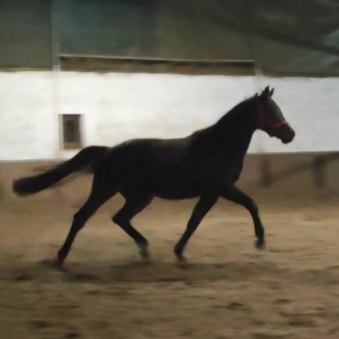 bwp allrounder merrie 5 years old donkerbruin for sale - Photo 6
